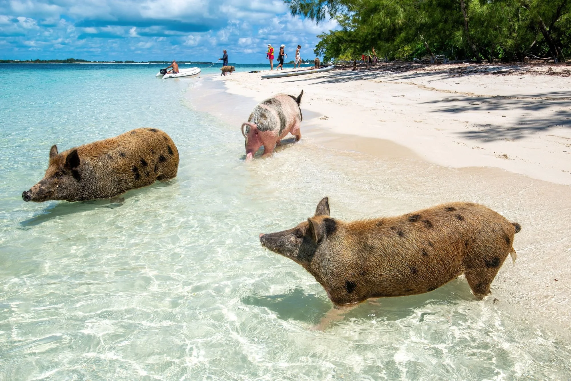 Three pigs wading in shallow turquoise water on a sandy beach, with people and trees in the background under a blue sky.