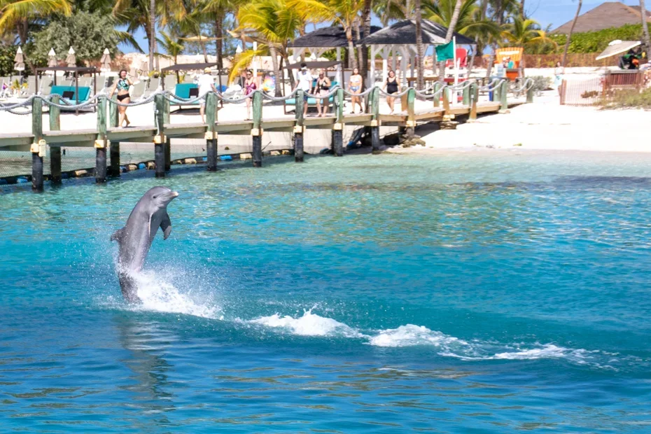 A dolphin jumping out of the water near a beach with people sitting on a pier and palm trees in the background.