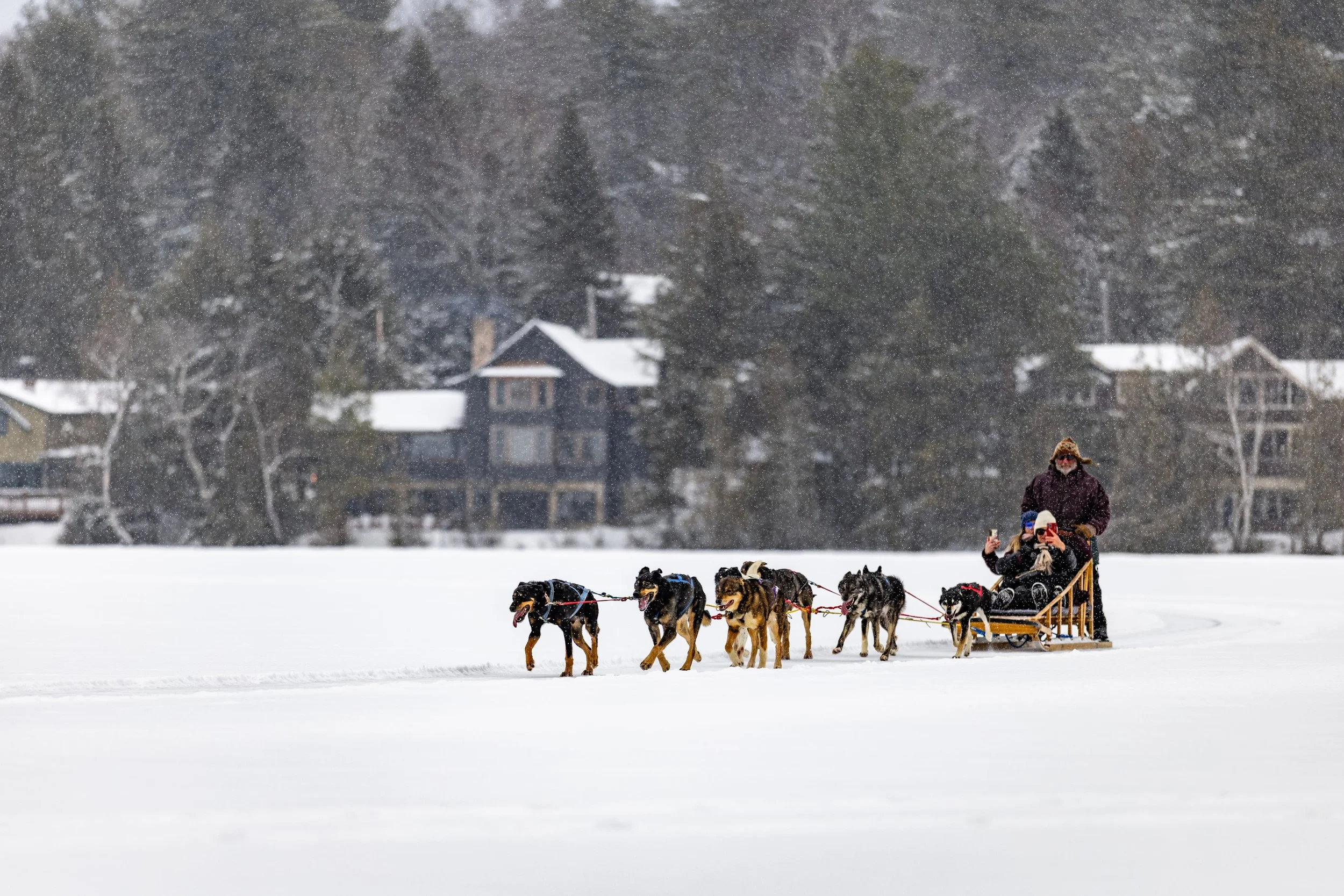 Two people riding a dog sled pull a team of six sled dogs across a snow-covered landscape, with snow falling and houses and trees visible in the background.