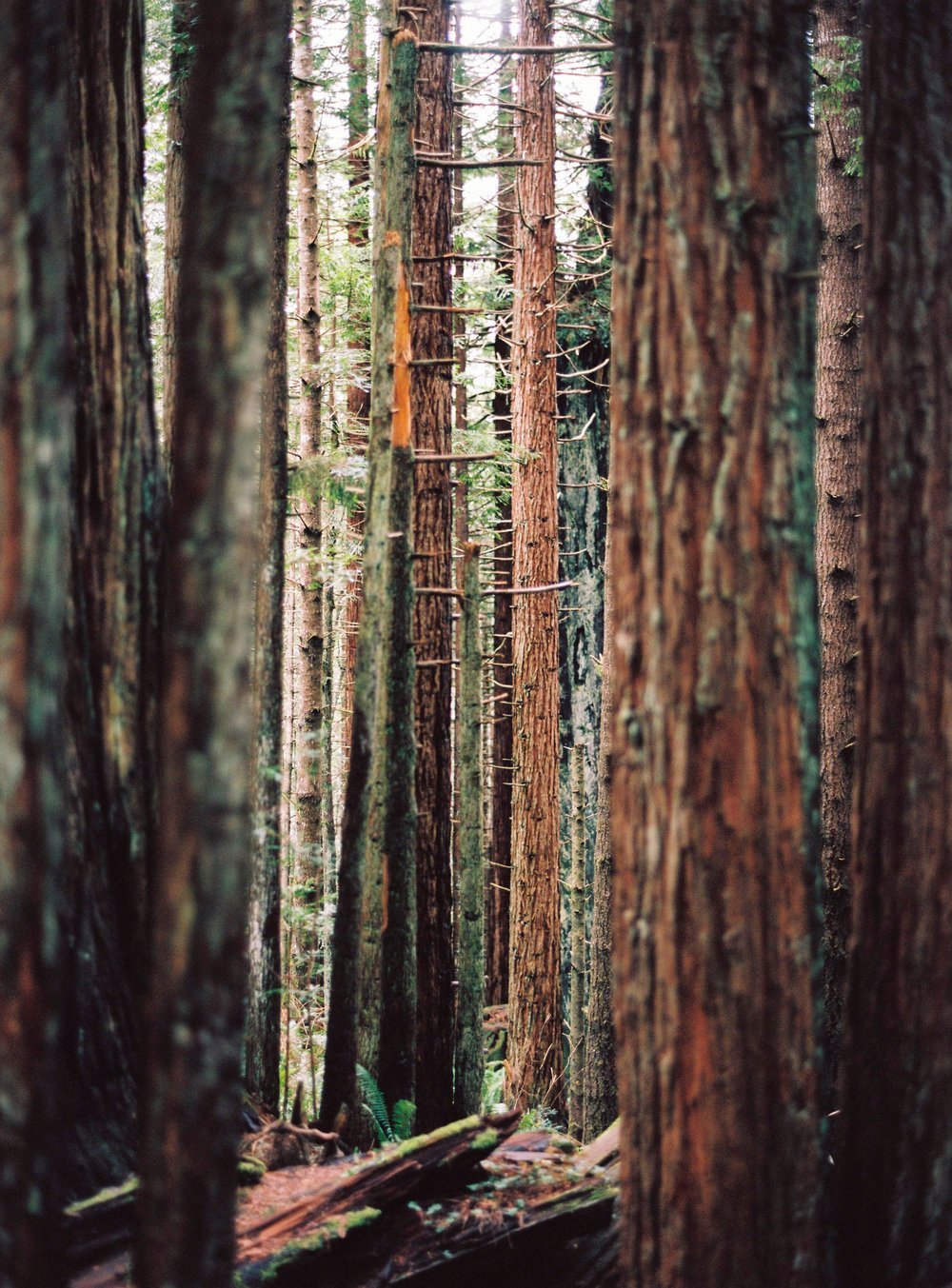 11-Redwoods-P400CelineHamelin_OregonRoadtrip-171.jpeg