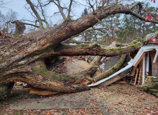 Best Tree Removal Service Storm Damage Fallen Tree Removal in Georgia and surrounding states with 1Source