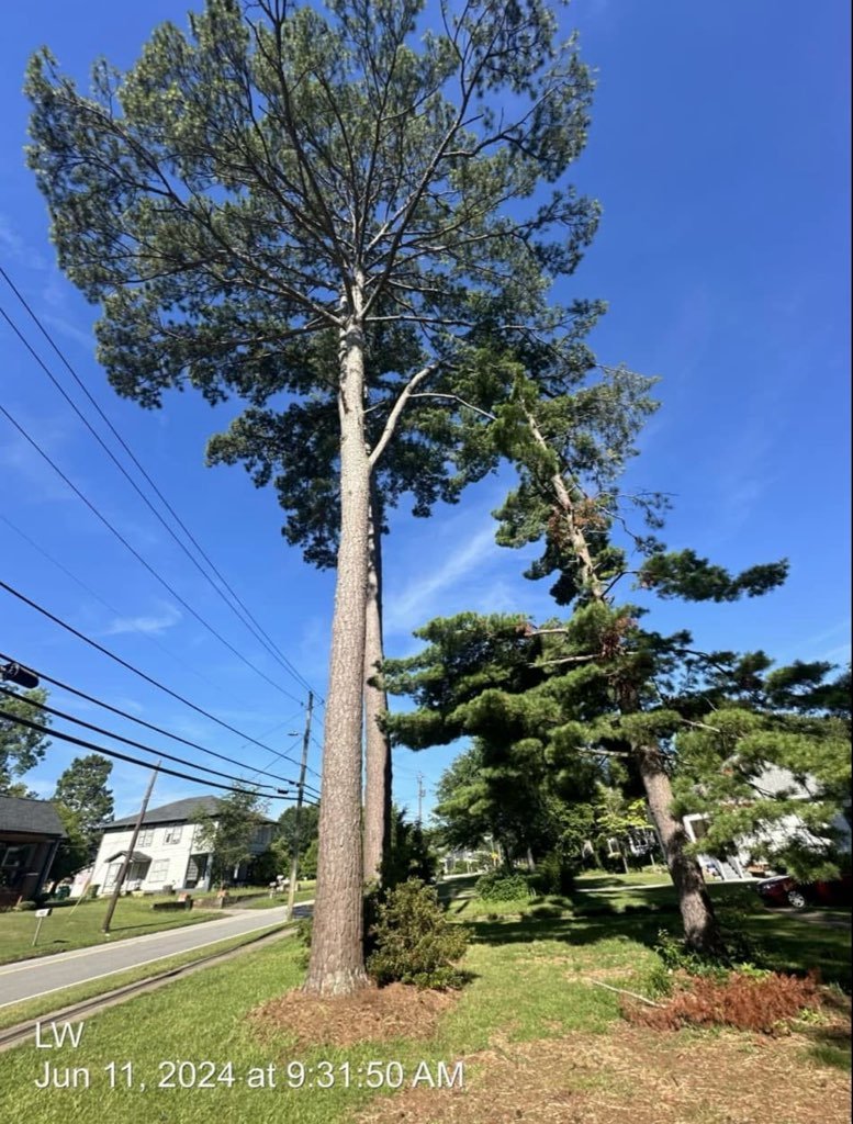 Best Tree Removal Service Storm Damage Fallen Tree Removal in Georgia and surrounding states with 1Source