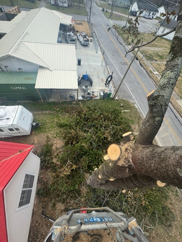 Expert Storm Damage Fallen Tree Removal in Georgia and Surrounding states with 1Source