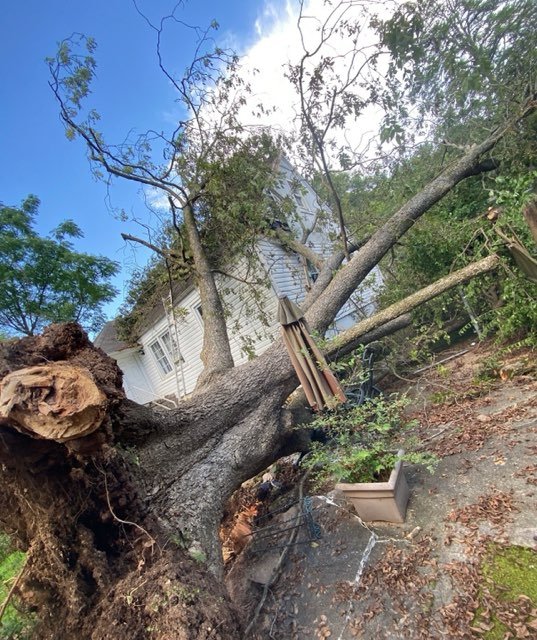 Best Tree Removal Service Storm Damage Fallen Tree Removal in Georgia and surrounding states with 1Source