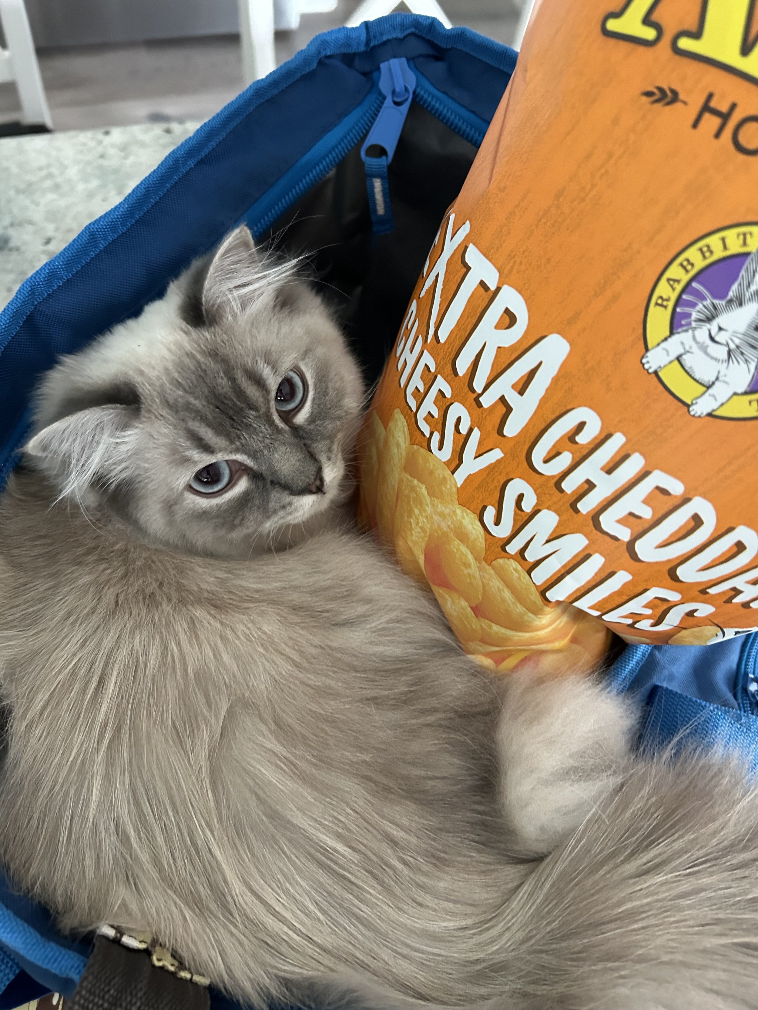 Cat Food… Nutrition is important!