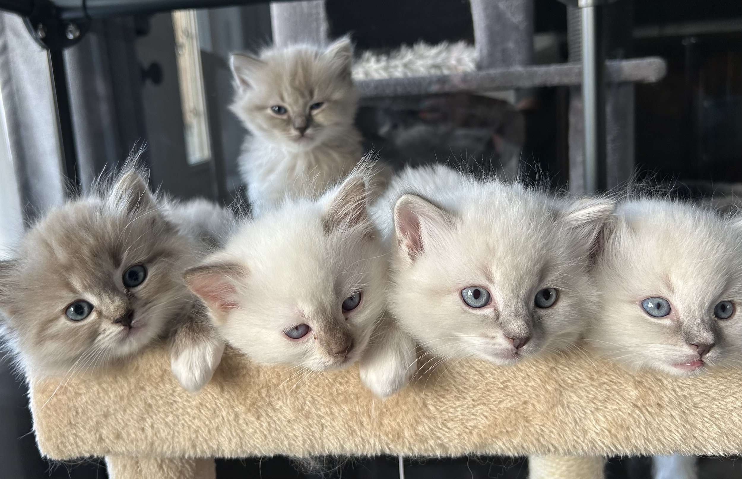 Why I Love Raising Your Kittens in My Home and How It Creates Happy, Healthy Fluffballs