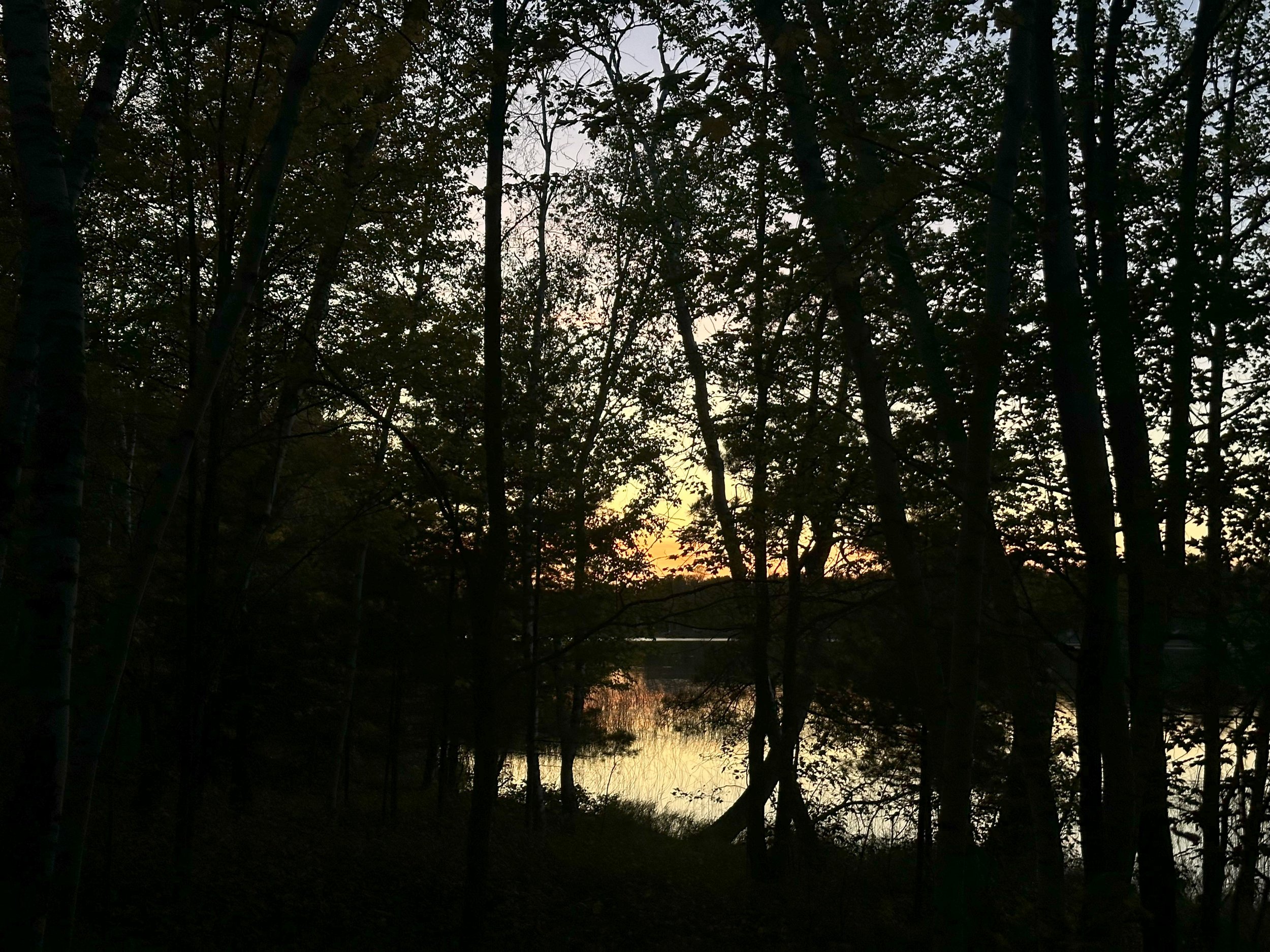 Sunset over a forest with a pond visible through the trees