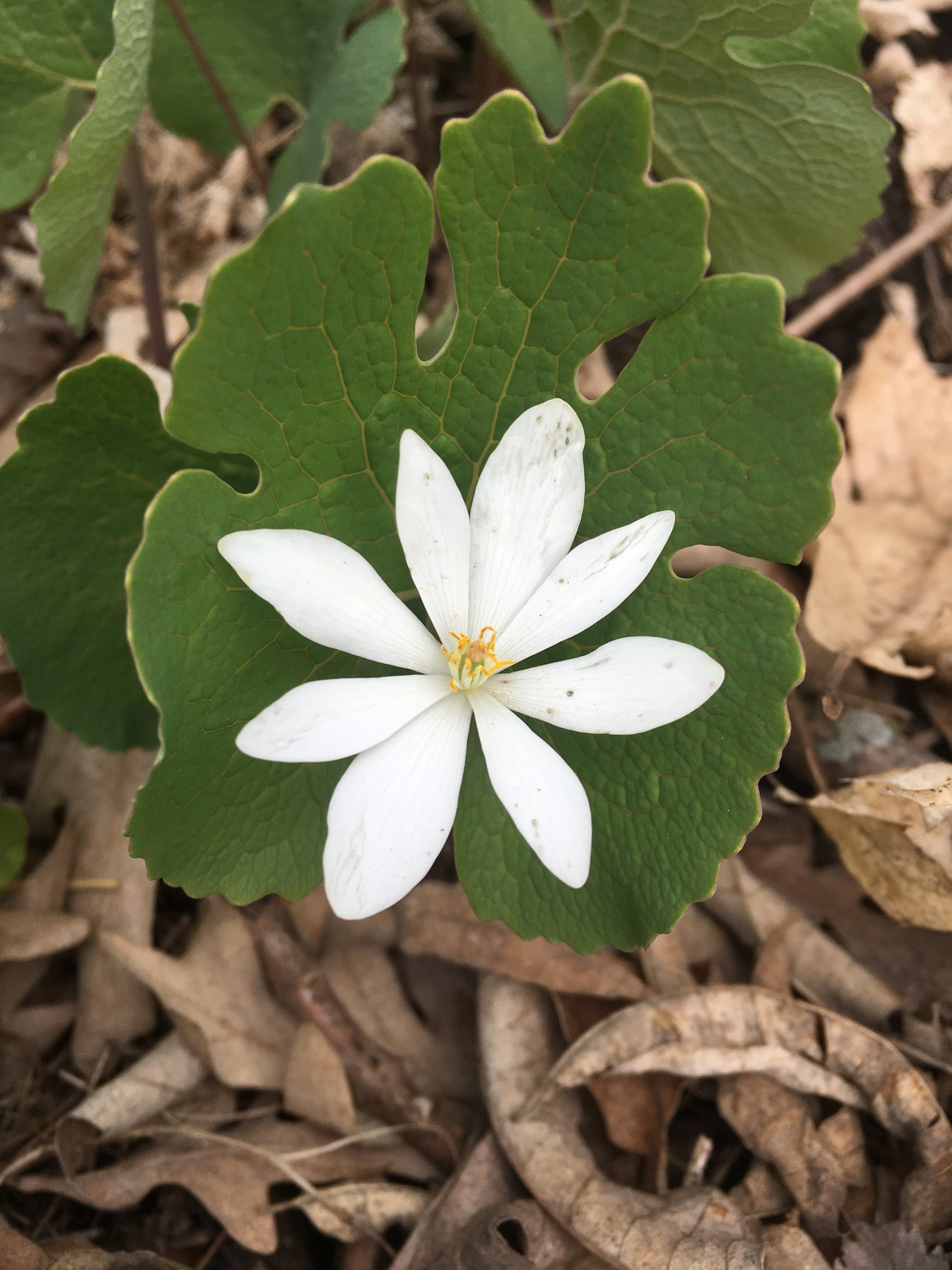 Decorative image of a blood root flower.