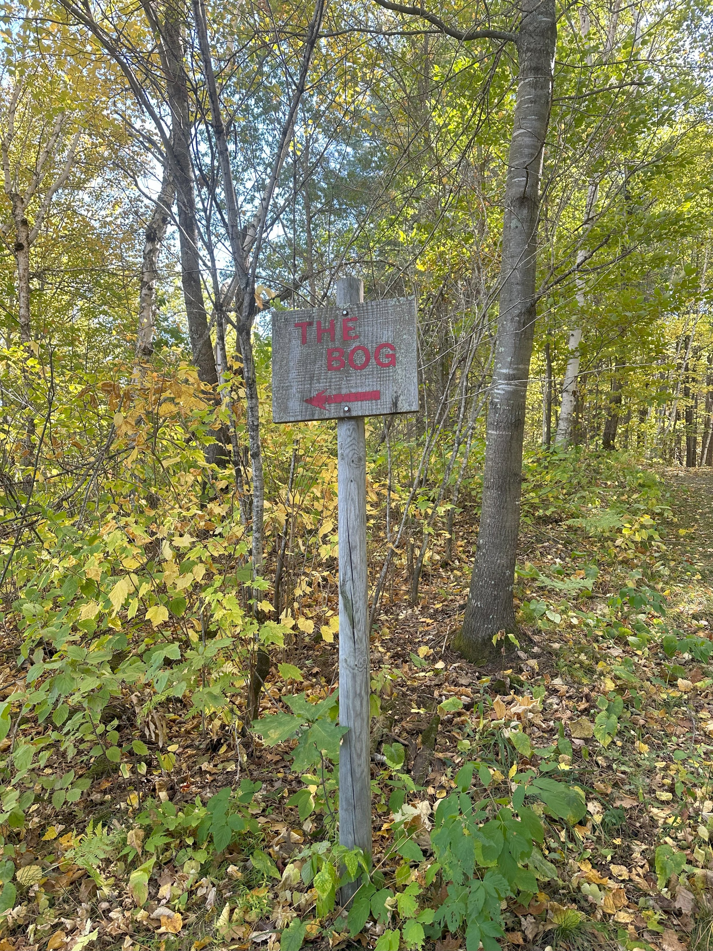 A wooded trail with a sign that reads 'The Bog' and an arrow pointing left.