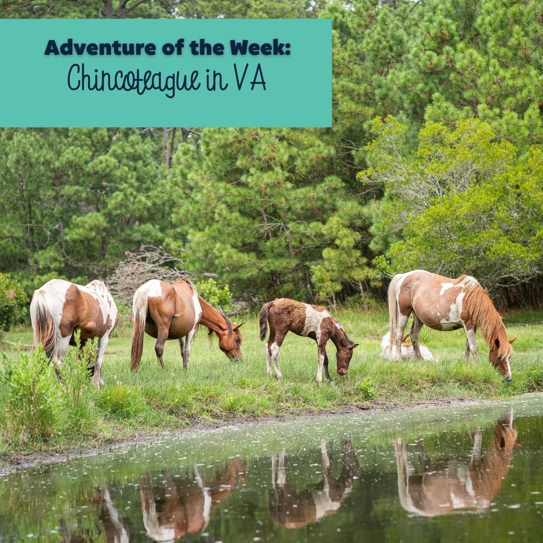 This week in #FitnessStars we&rsquo;ll use our imaginations to ride alongside the wild ponies at Chincoteague in Virginia! 🐴🌿

#sngintl #stretchngrow #stretchngrowinternational #fitnessforkids
#summerlearning #grossmotorskills #kidsmovement #presch