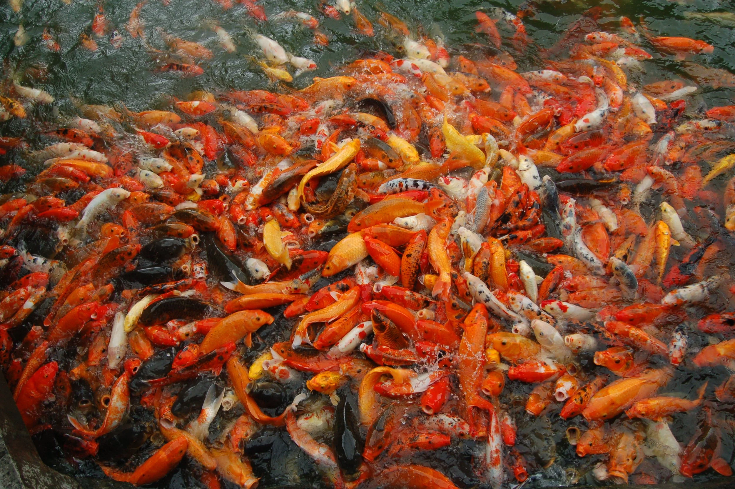 Lotsa Fish