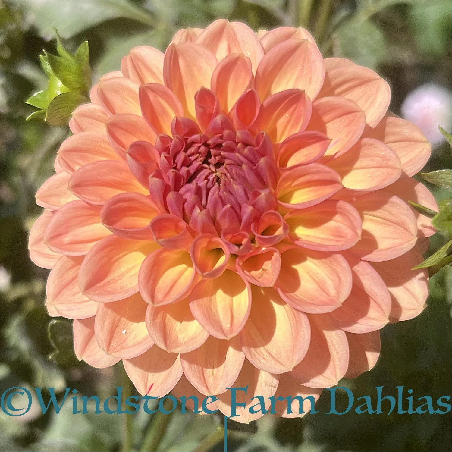 Lark's Ebbe Dahlia flower