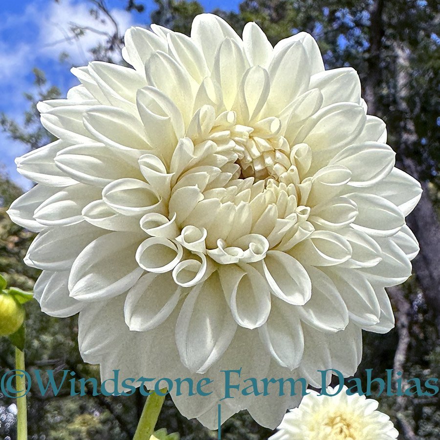 Blizzard dahlia flower