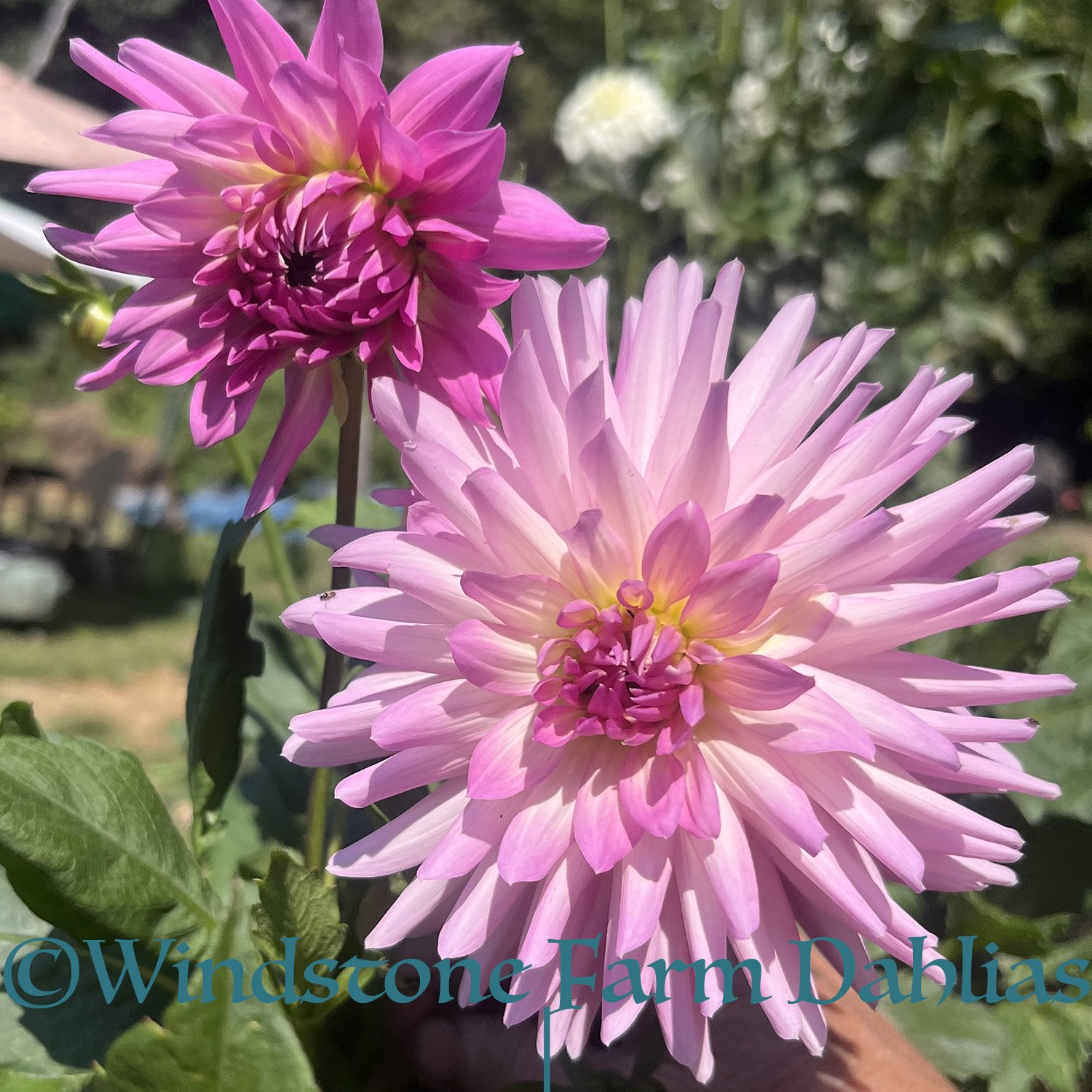 Sweet-dreams-3_9987.jpg