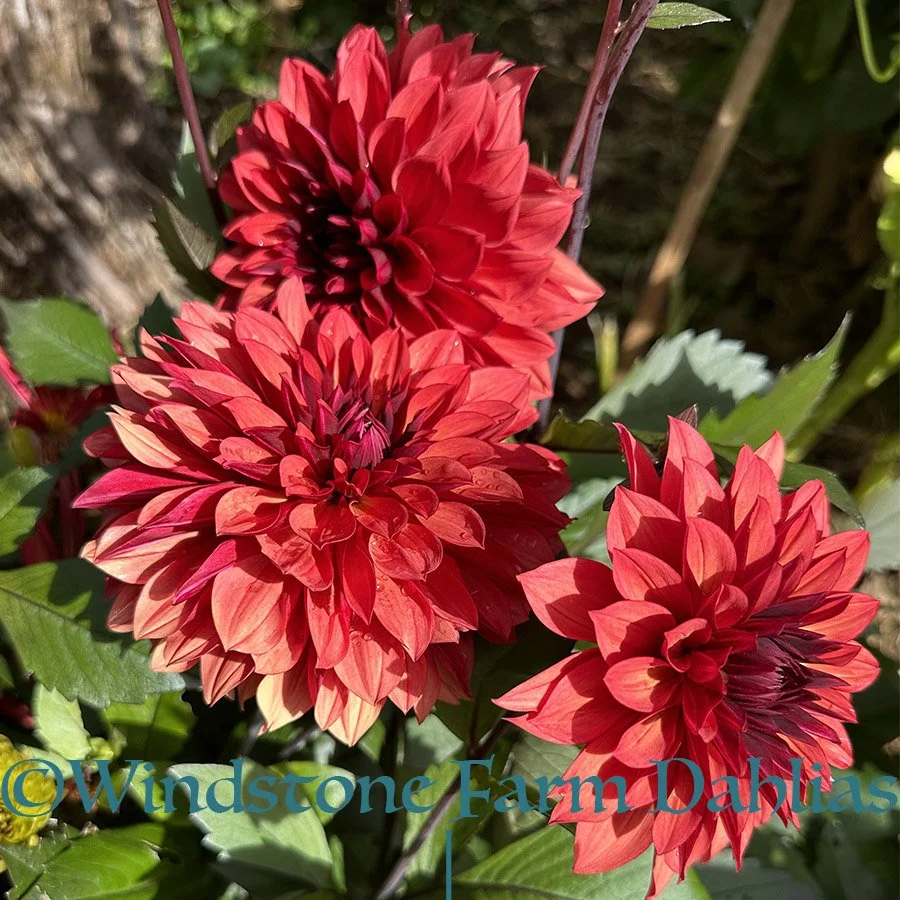 Danique Dahiia Flowers (Copy)
