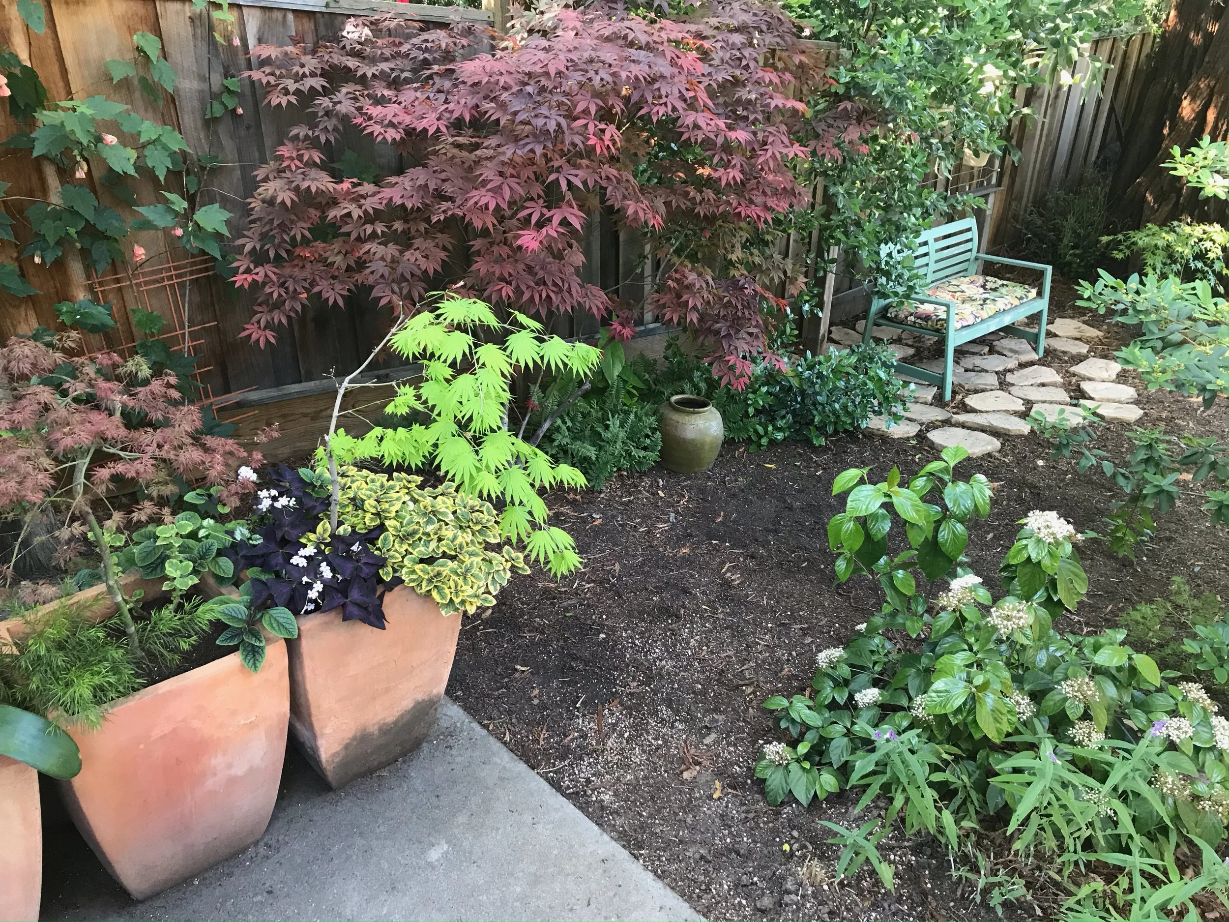A small backyard garden with potted plants, a red Japanese maple, a green maple, and other greenery, a bench with colorful cushion, and a dirt path with stepping stones, enclosed by wooden fence.