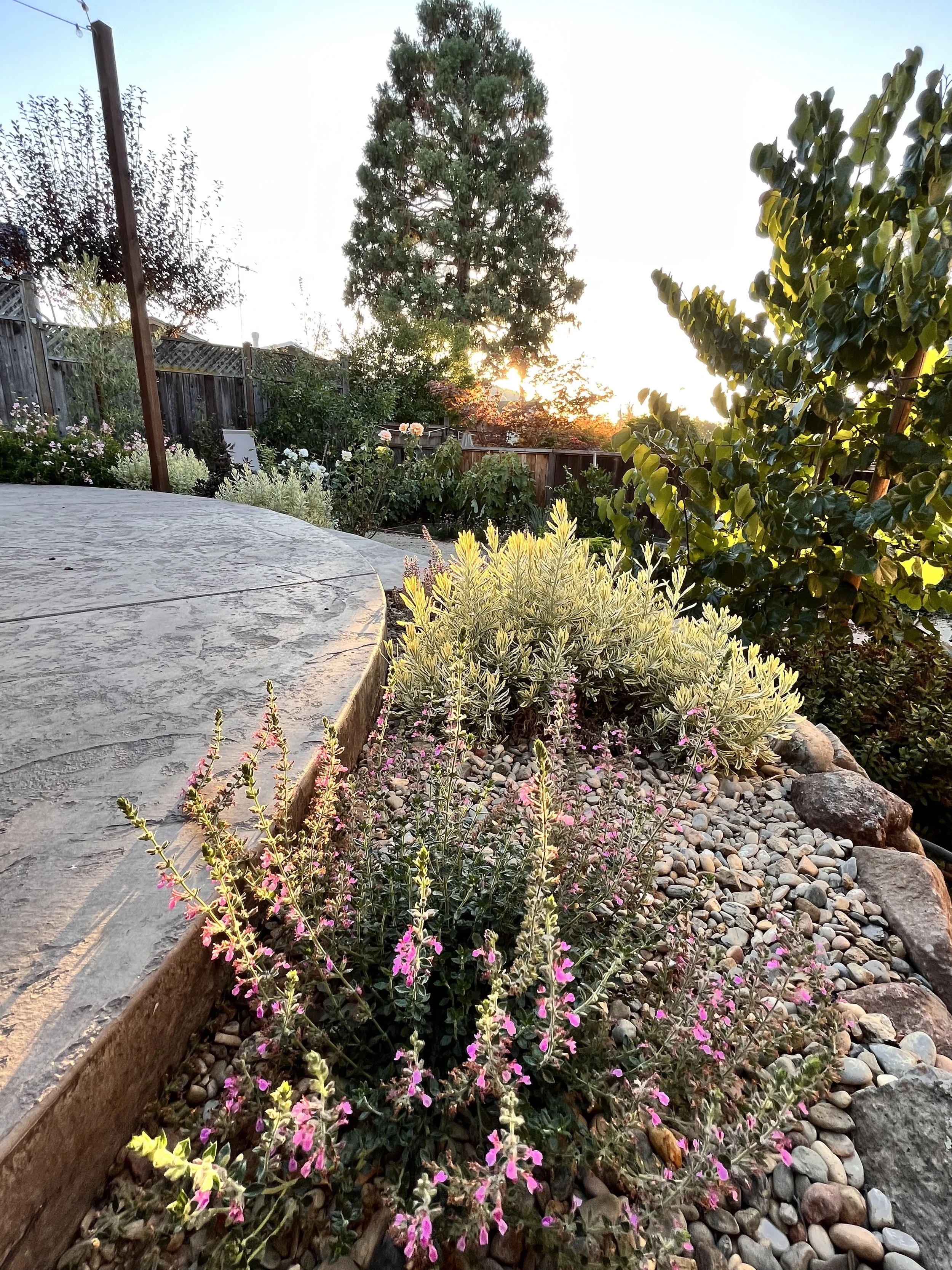 Sunset in a backyard with a garden, trees, and flowering plants along a stone and gravel border.