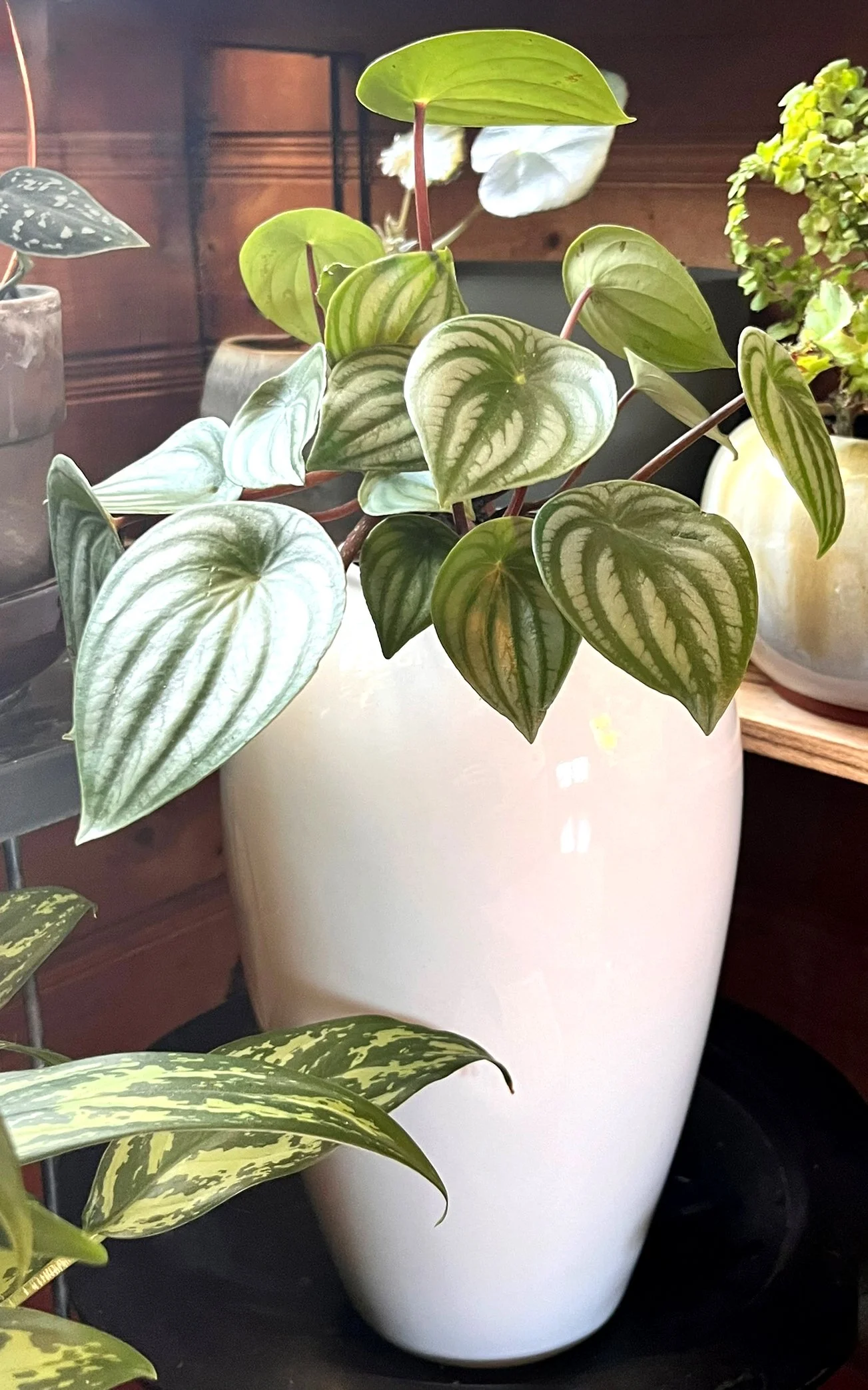 Potted prayer plant with green and white variegated heart-shaped leaves on a white vase, indoors with wooden background.