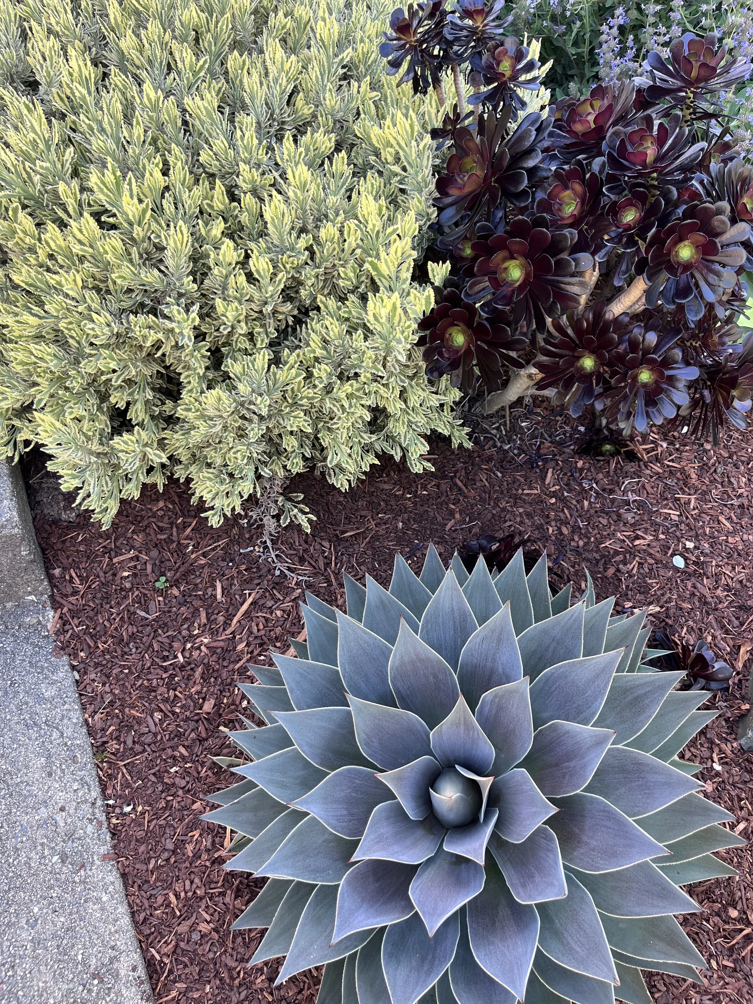 A vignette of Lavandula x allardii 'Meerlo,'  Aeonium 'Zwartkop' and Mangave 'Lavender Lady' 