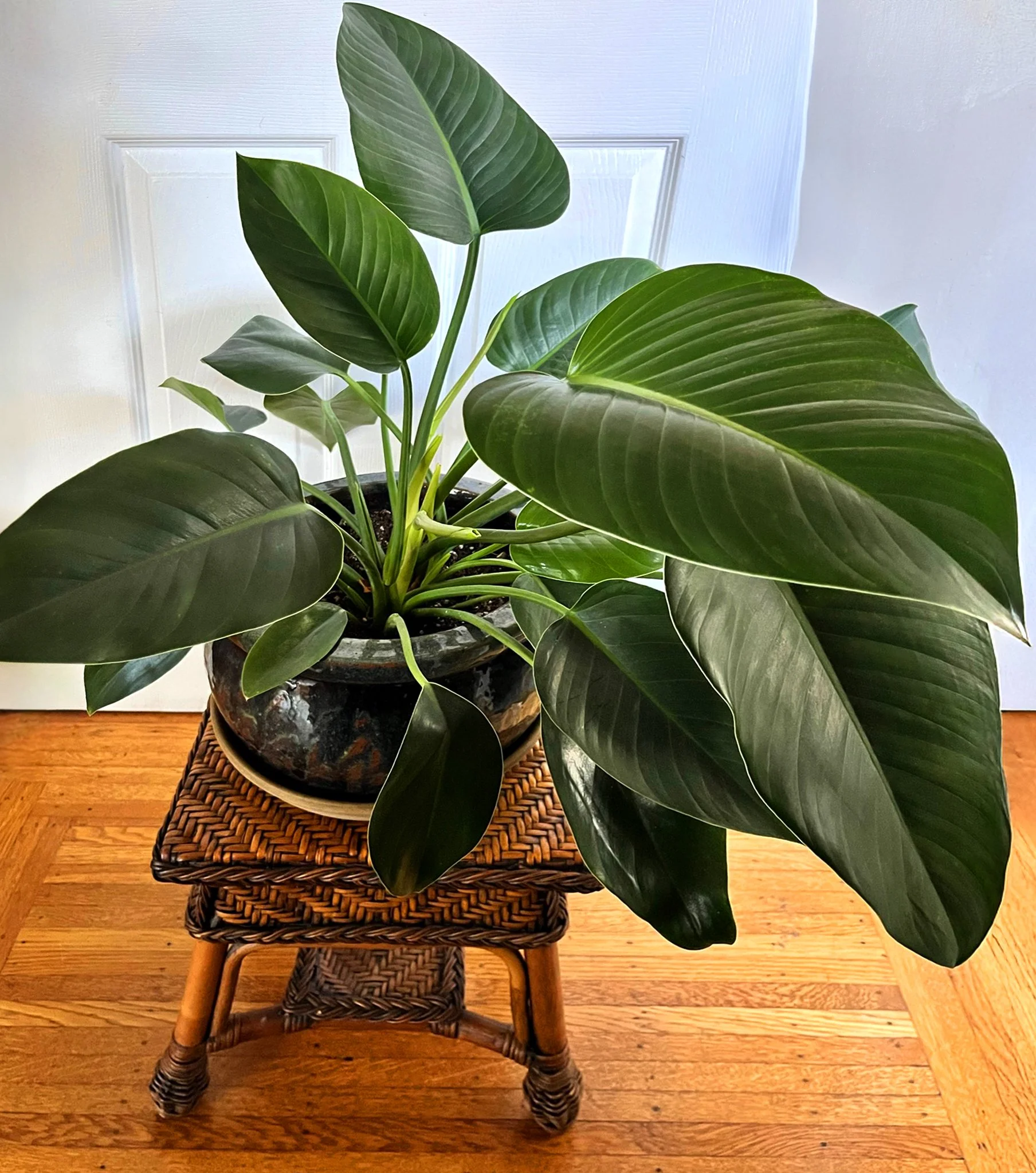 Indoor potted plant with large shiny green leaves on a woven rattan stand on a wooden floor against a white door background.