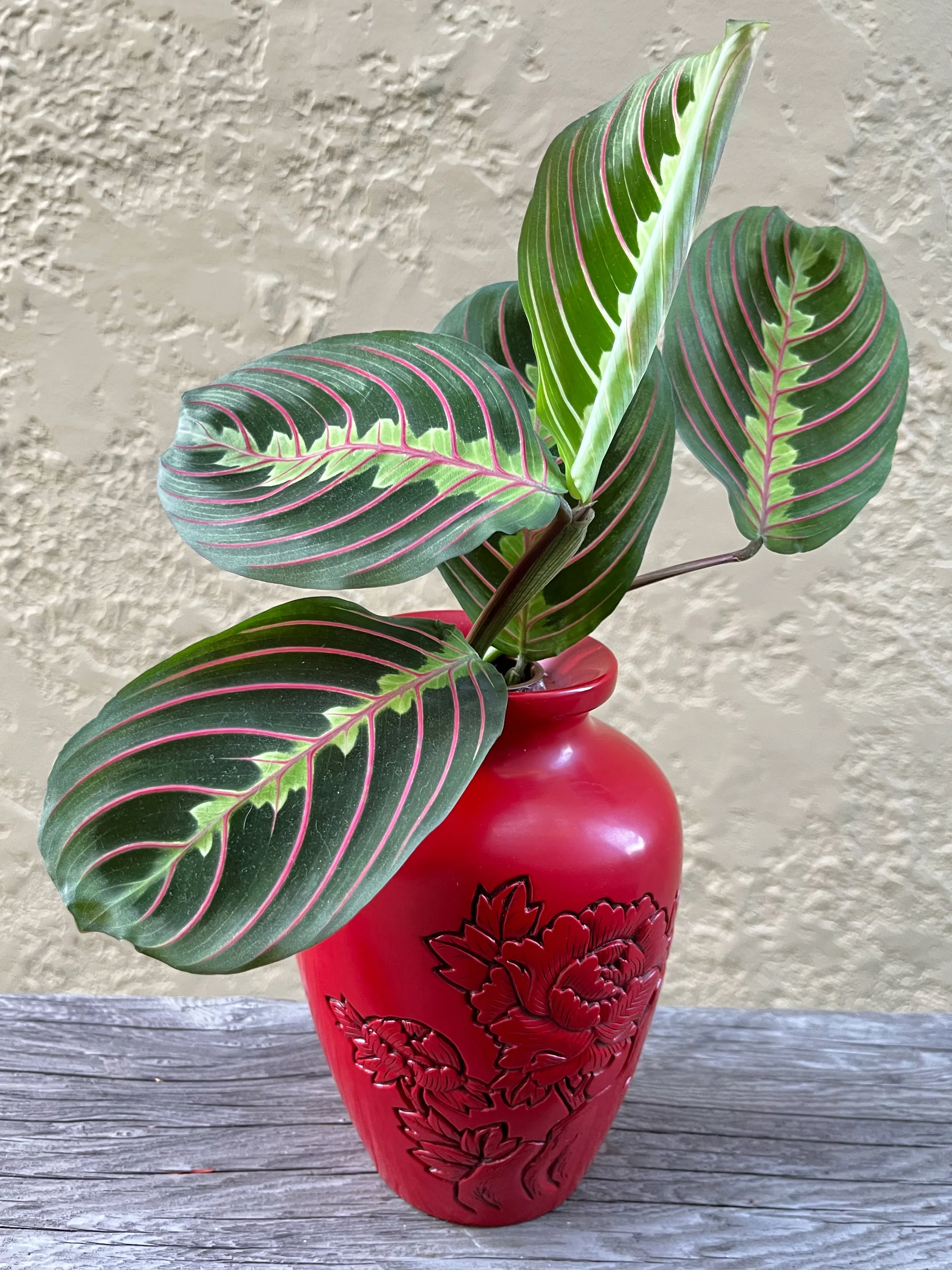 A potted plant with large green leaves featuring pink and green veins, placed in a red ceramic vase with floral carvings, sitting on a weathered wooden surface.