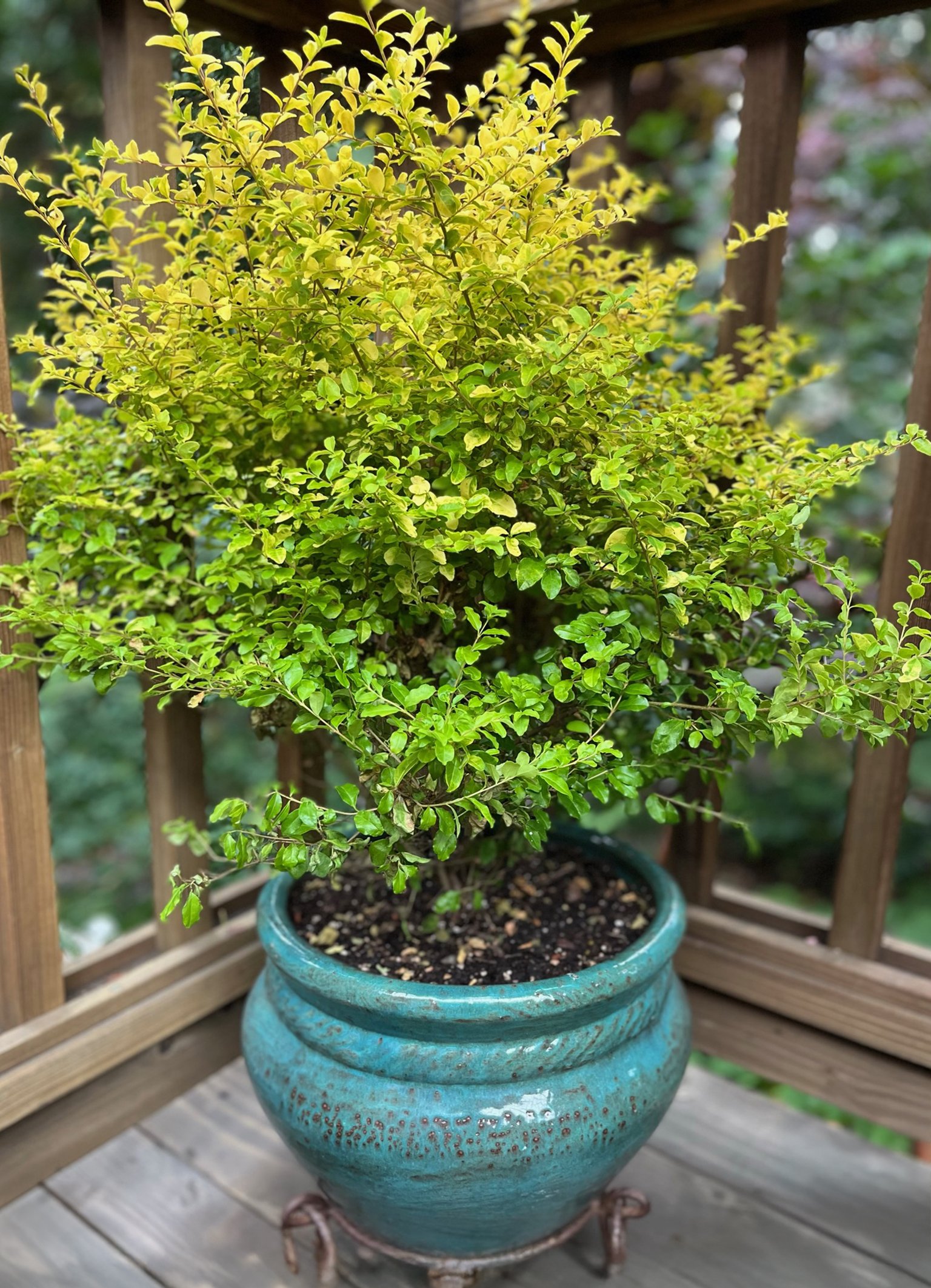 A potted plant with lush green foliage on a wooden deck, with a wooden railing in the background.