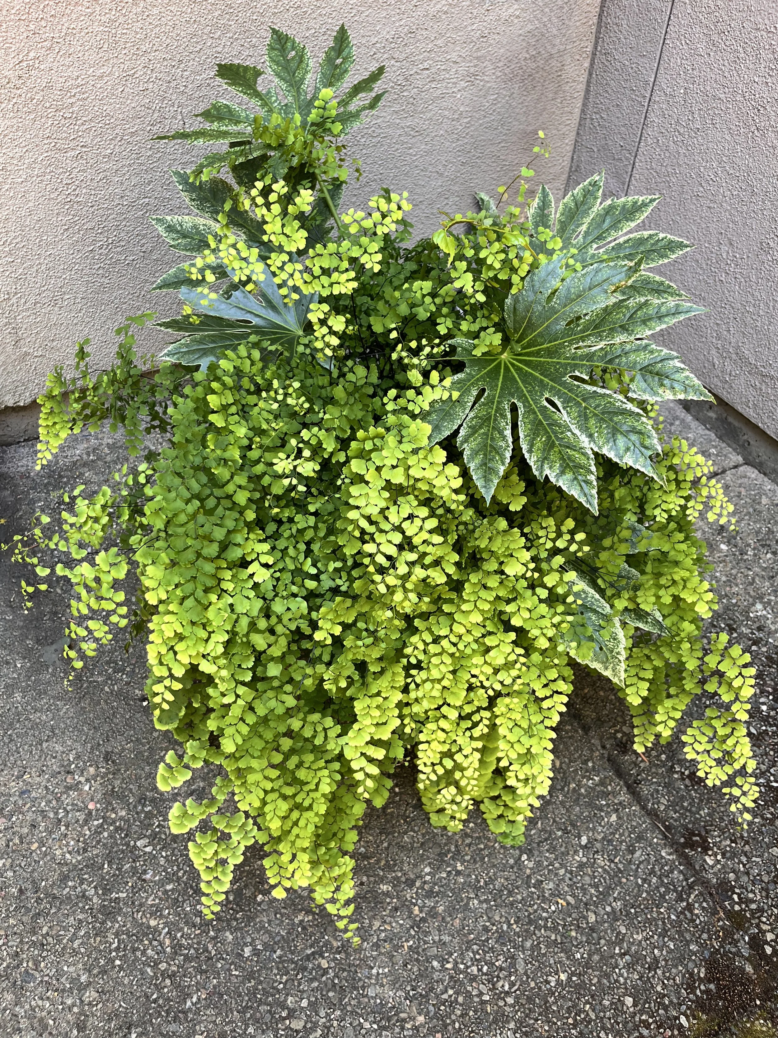 A potted plant with large green leaves and smaller bright green, round leaves on a concrete surface next to a wall.