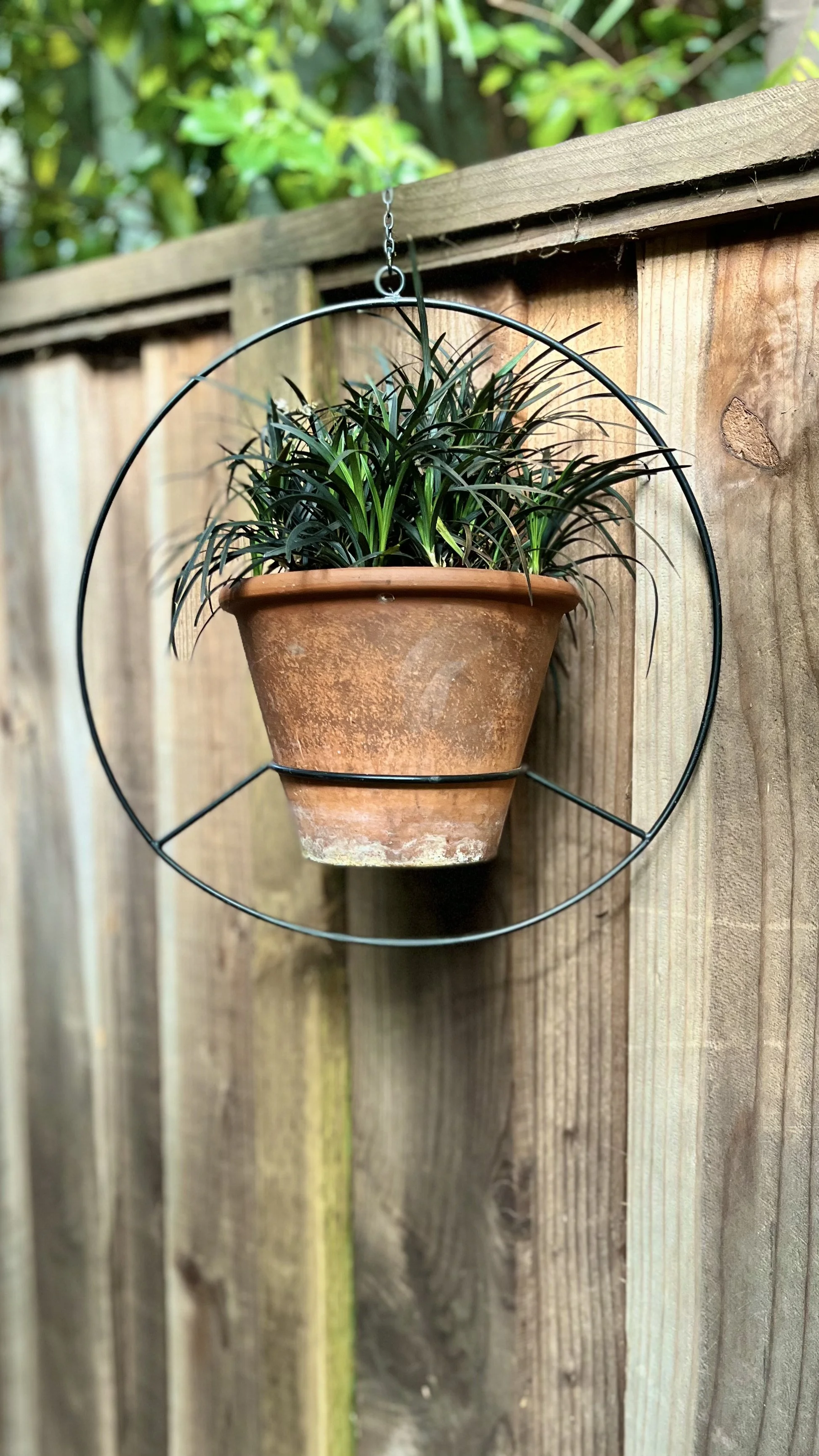 A potted plant with long, narrow green leaves in a hanging, flowerpot holder on a wooden fence.