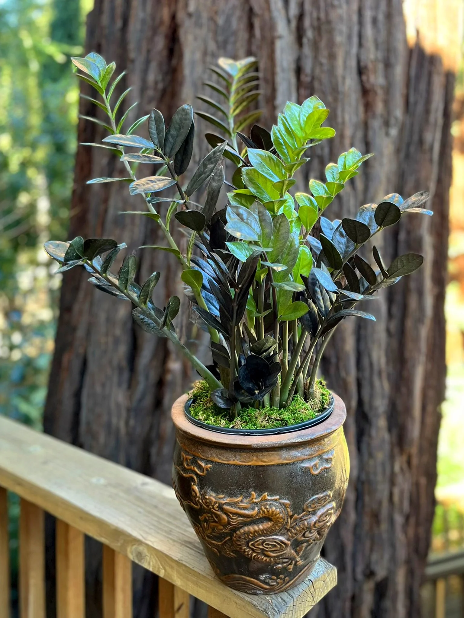 A potted plant with dark green and black leaves in an ornate brown ceramic pot, placed on a wooden railing outdoors, with a large tree trunk and green foliage in the background.