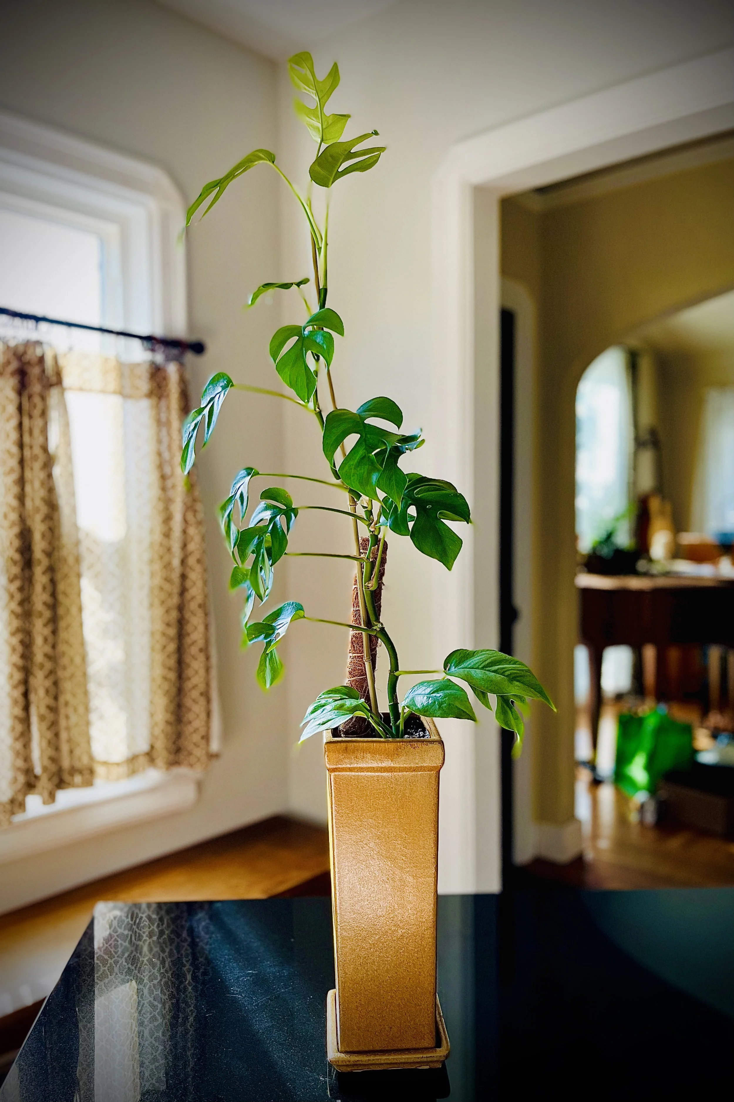 Indoor houseplant with large green leaves in a tall, rectangular tan pot on a black table, with a window and curtains in the background.