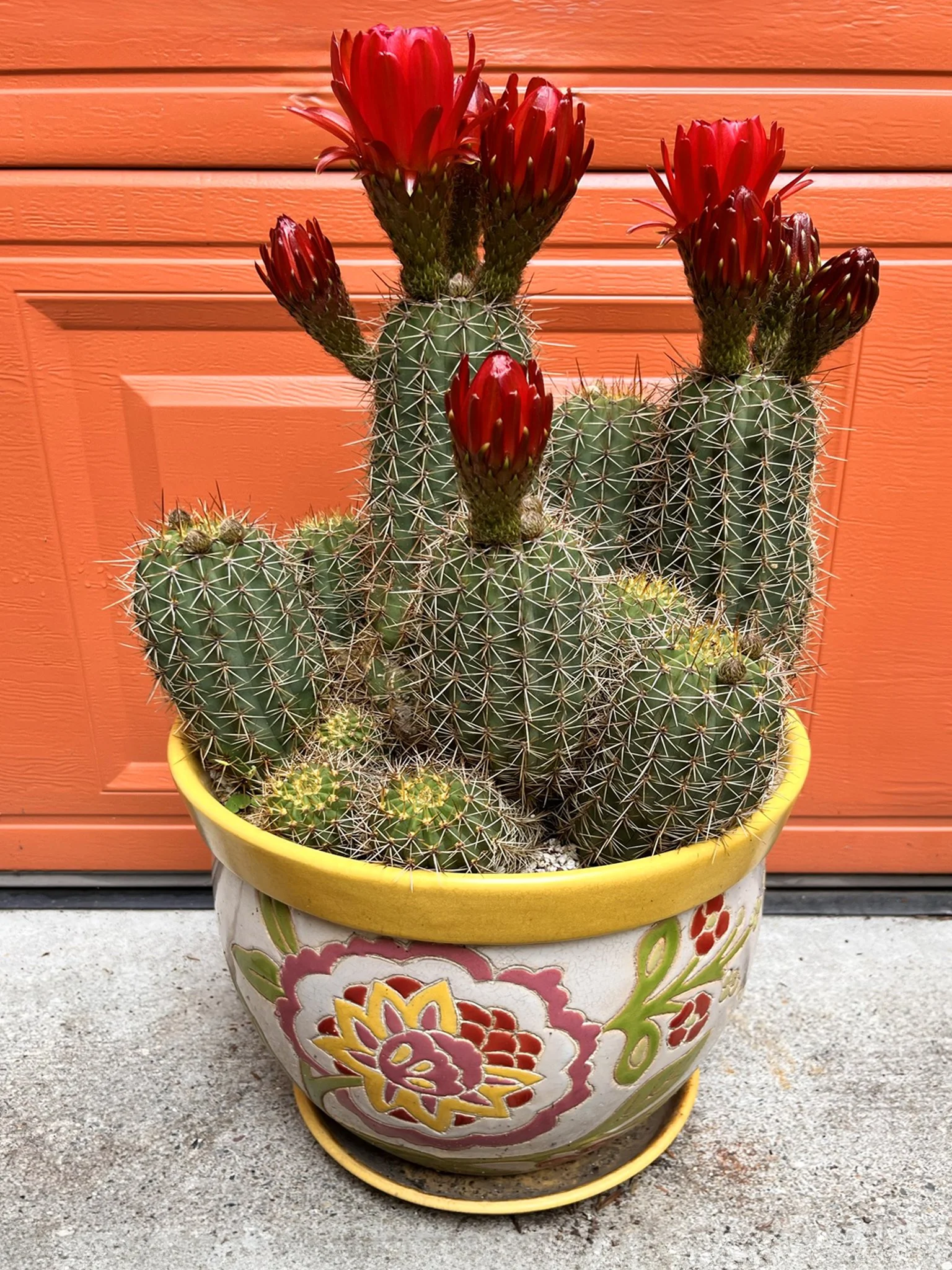 A colorful pot with cacti and red flowers on top, placed in front of a reddish-orange background.