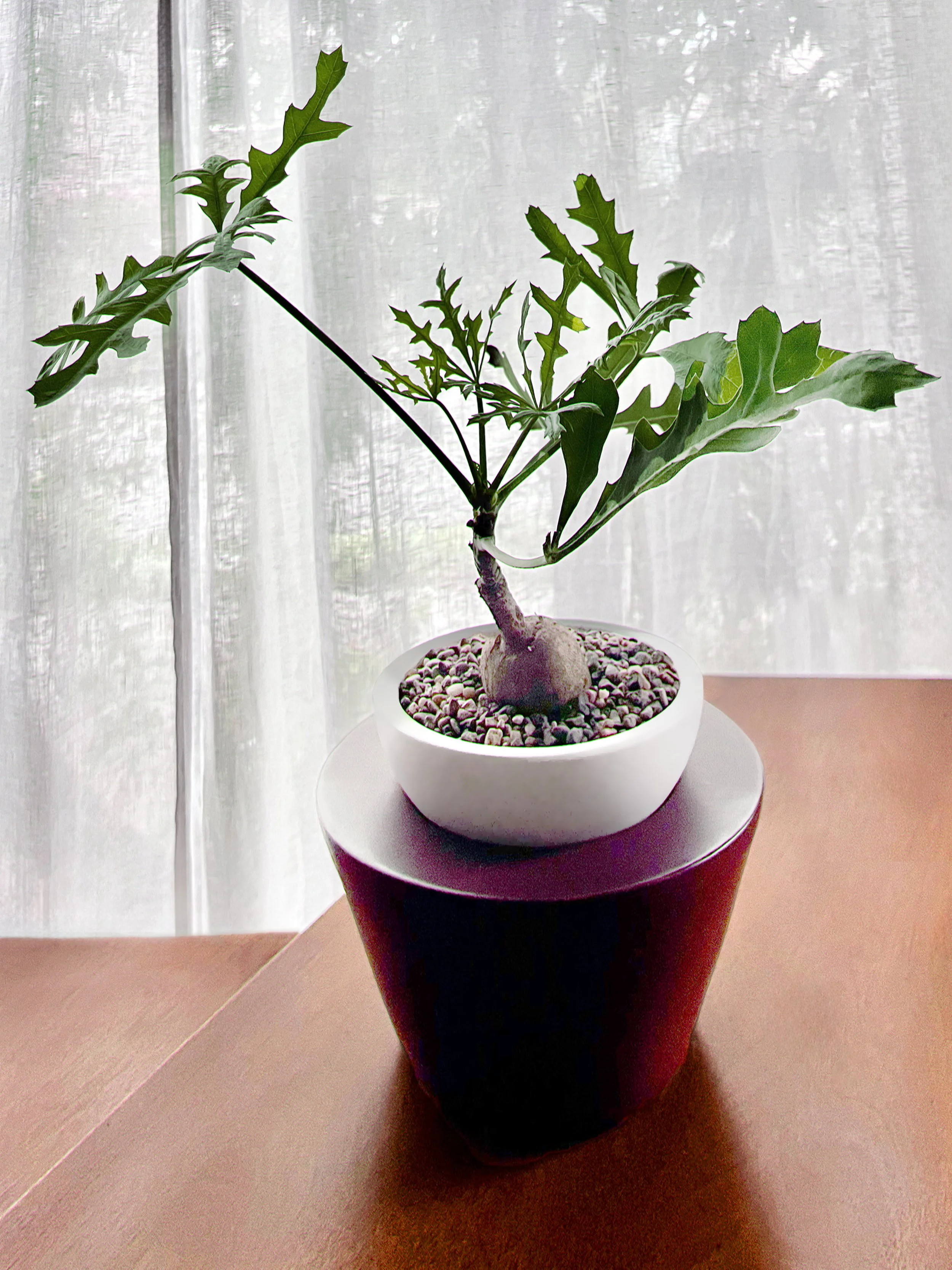 cabbagetree copy.jpeg