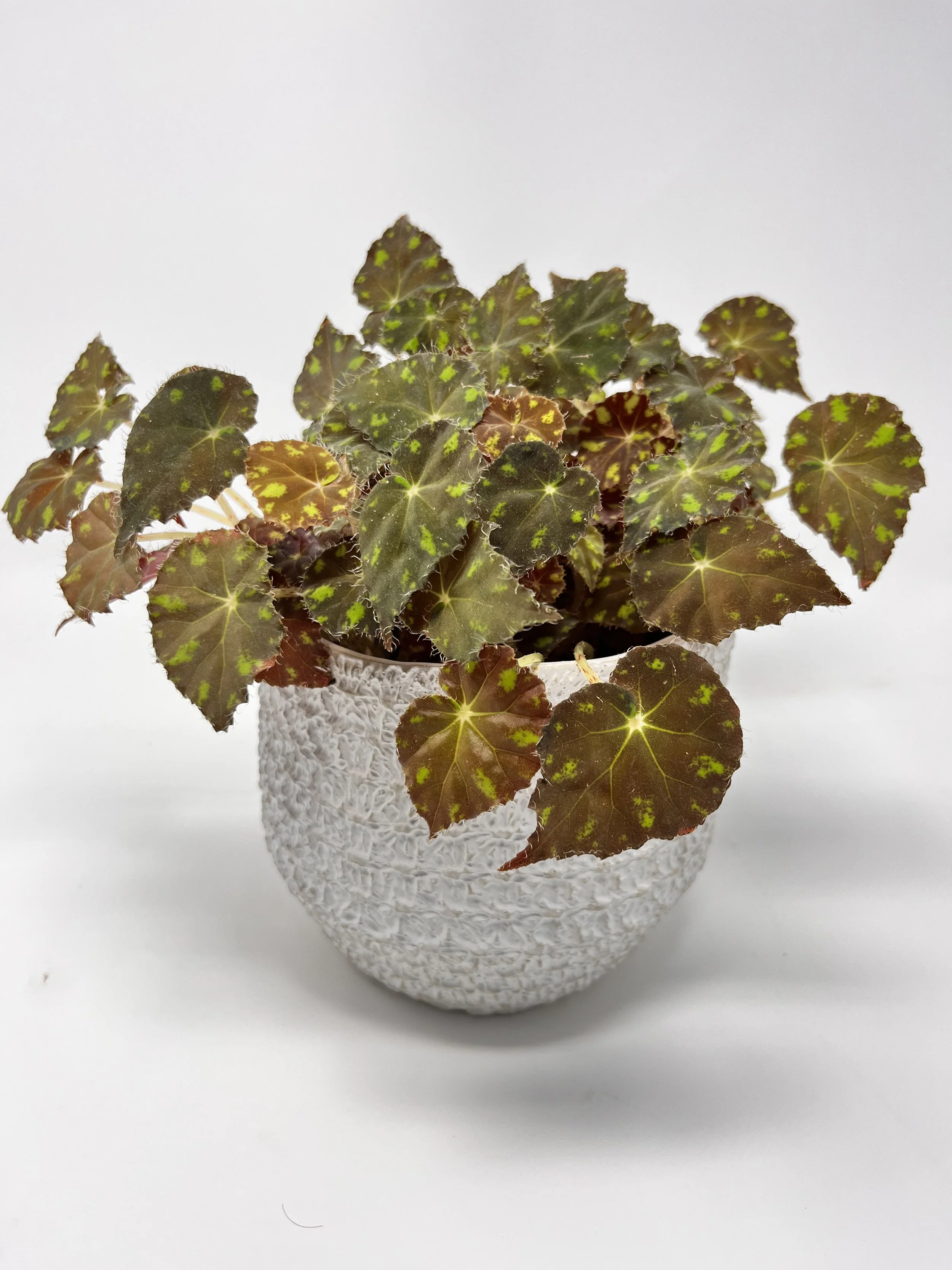 A potted plant with variegated green and brown leaves in a white textured pot on a white background.