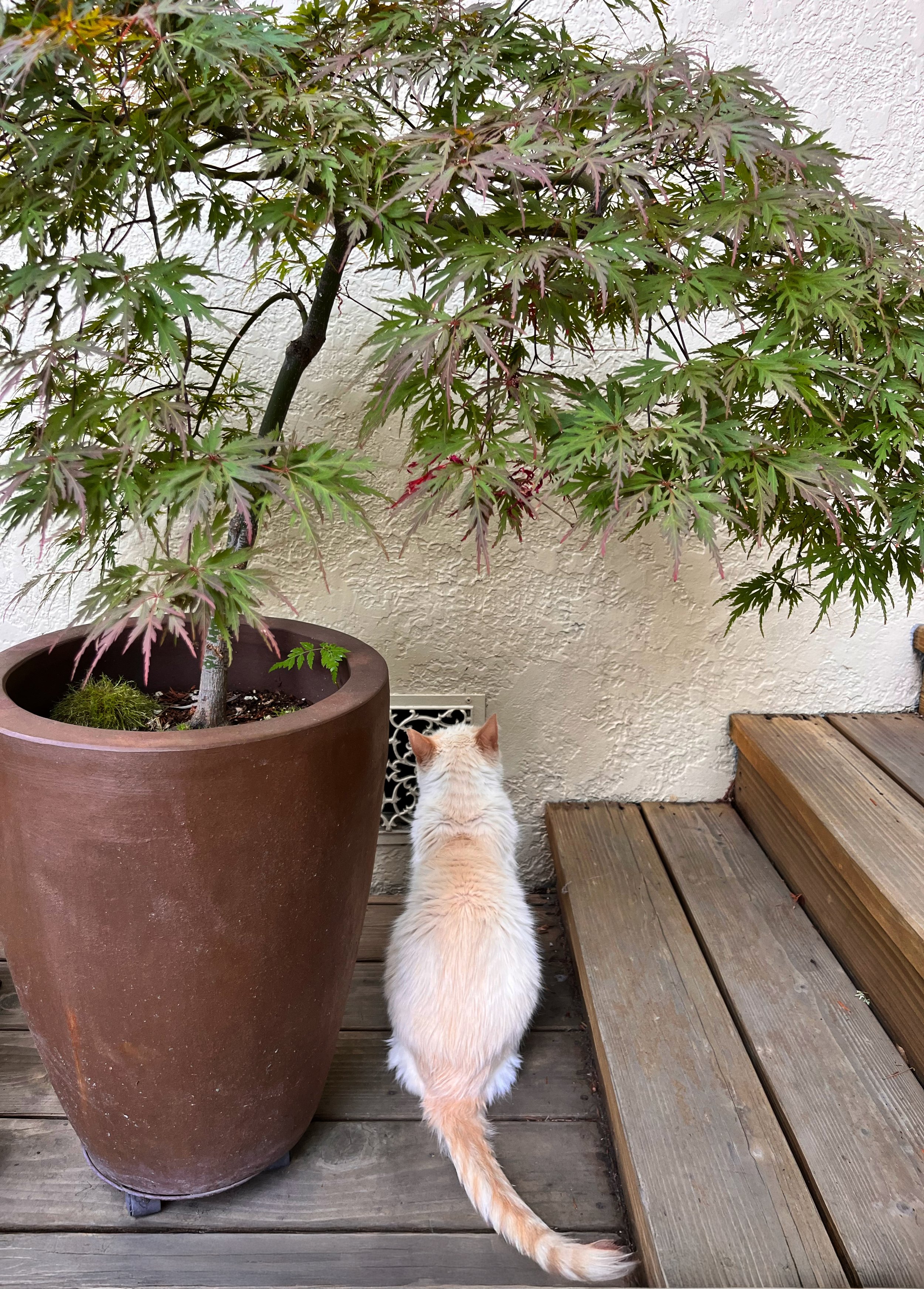 A cream-colored cat with orange markings on its tail and back stands on a wooden deck, facing a large potted Japanese maple tree with green and red leaves, beside a set of wooden stairs.