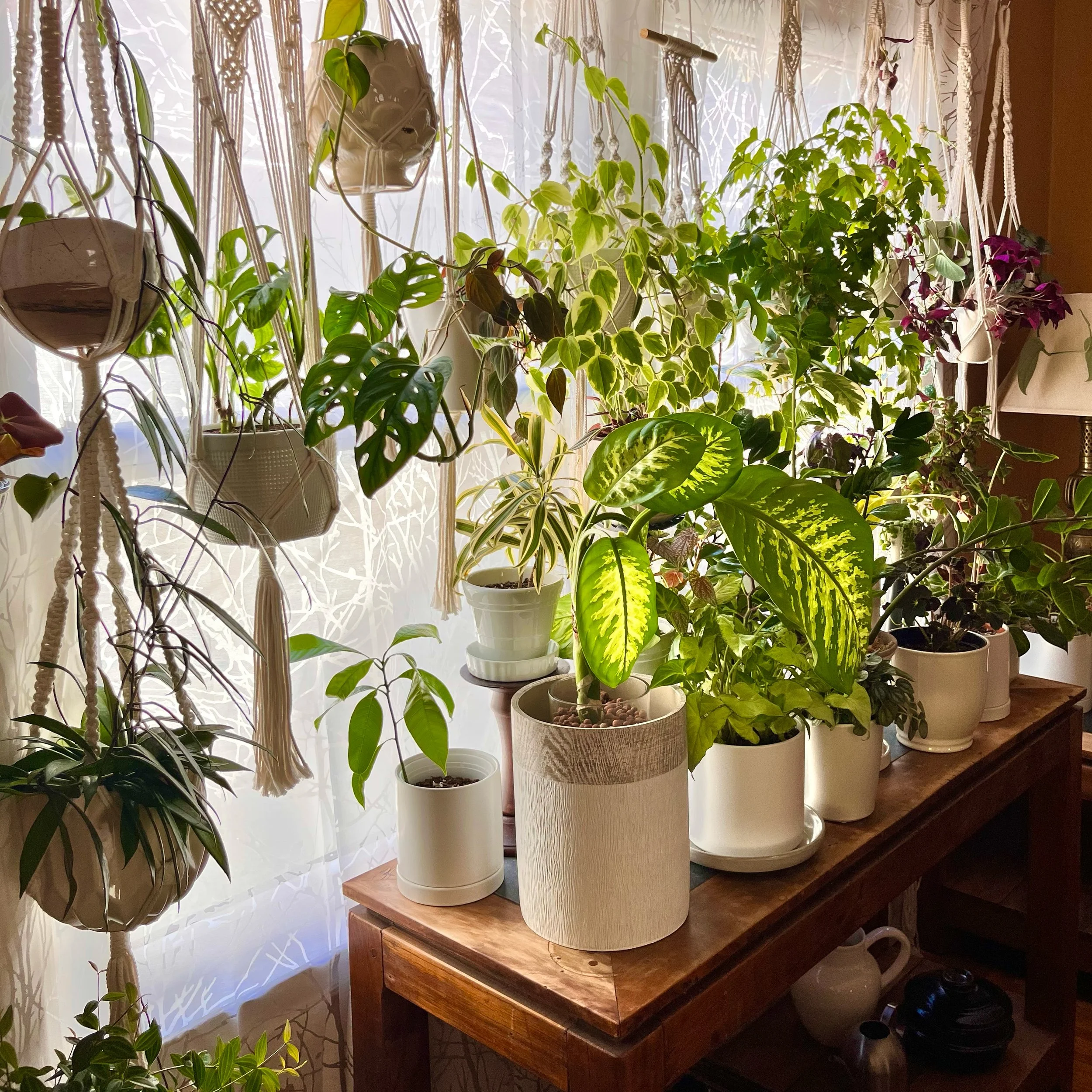 Indoor collection of potted plants on a wooden table near a window with white curtains.