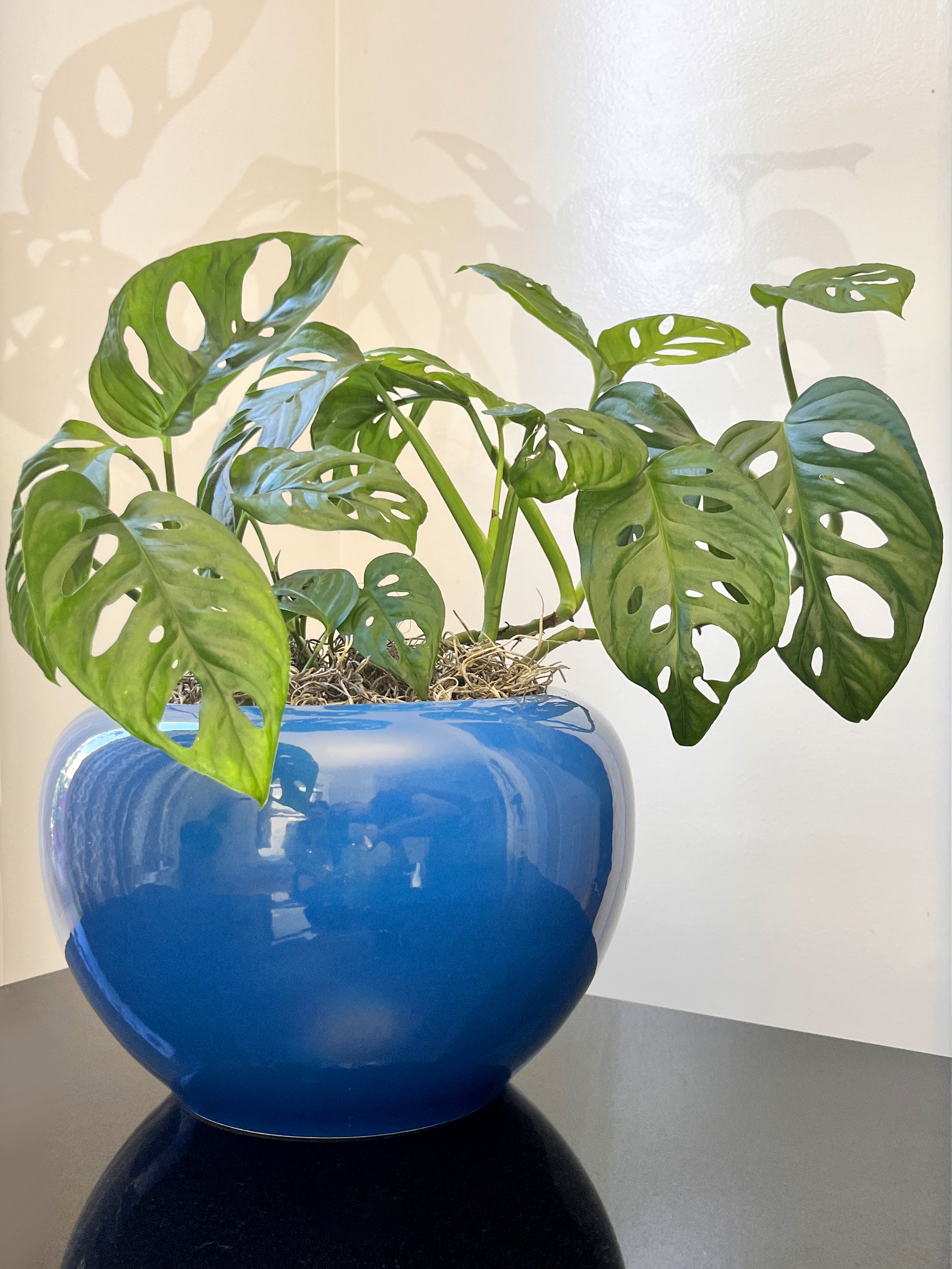 A potted Monstera plant with large green leaves in a shiny blue ceramic pot on a dark surface.