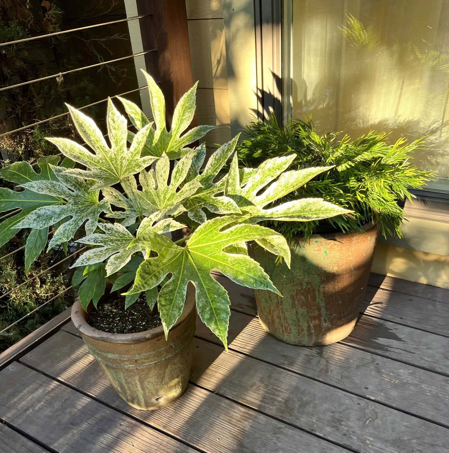 Two potted plants on a wooden deck, one with large variegated green and white leaves and the other with thin, green, feathery leaves, sunlight casting shadows.
