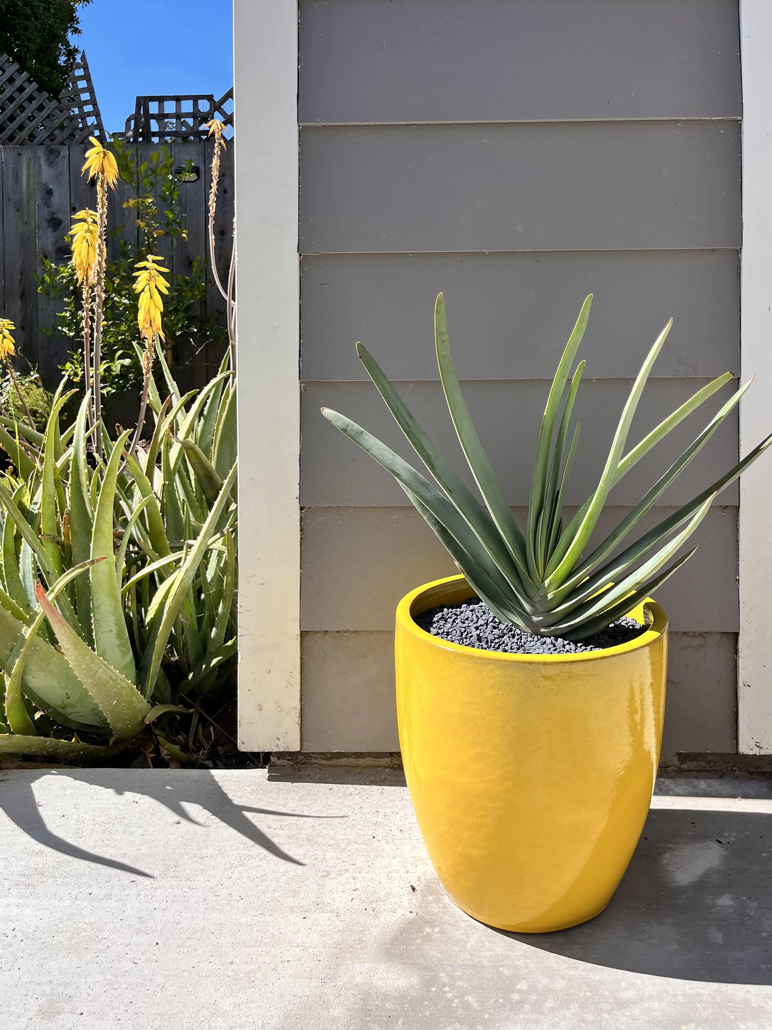 A large green succulent plant in a bright yellow pot on a concrete surface outside a house with gray siding. In the background, there are other plants and a wooden fence under a blue sky.