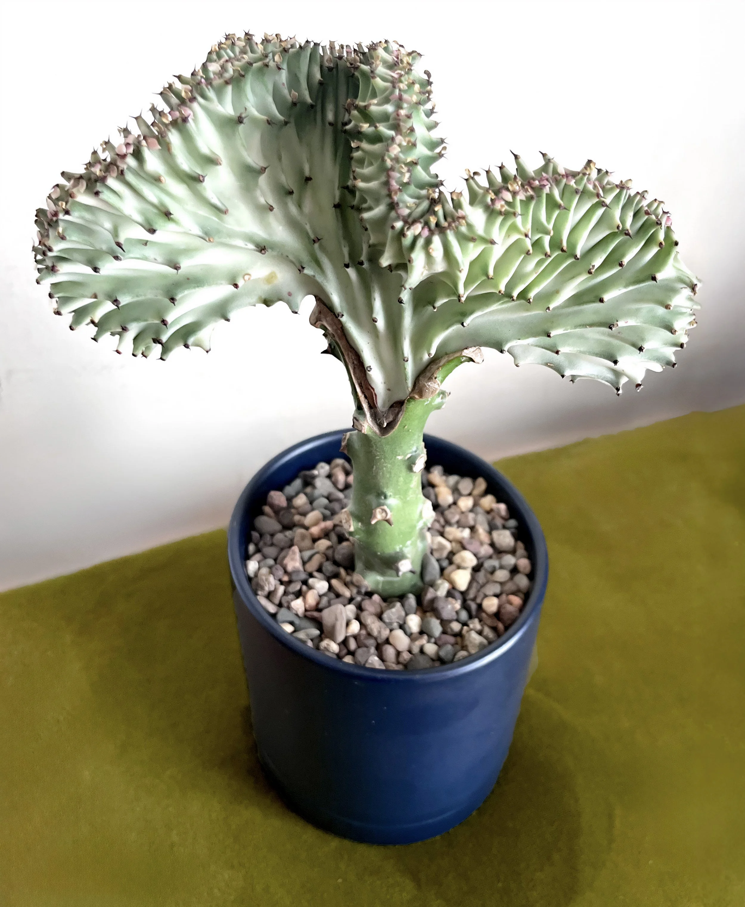 coralcactus copy.jpeg