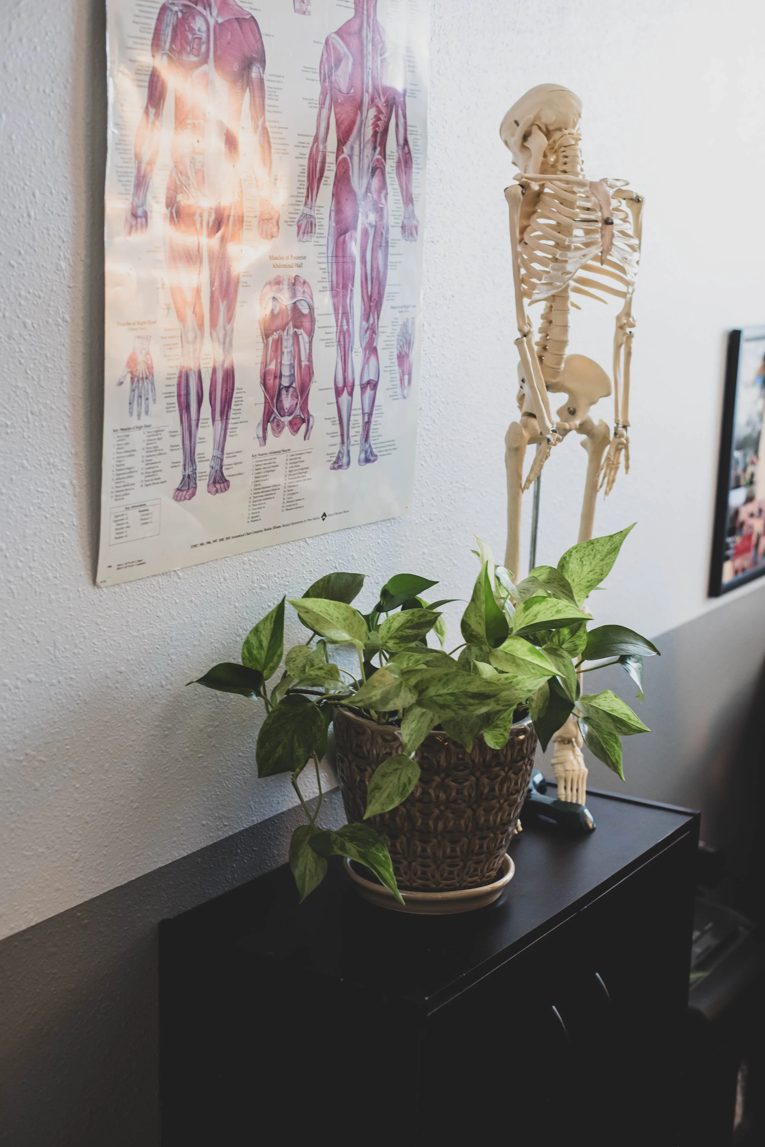 A skeleton model standing next to a plant in a decorative pot on a black table, with anatomical posters on the wall behind it.