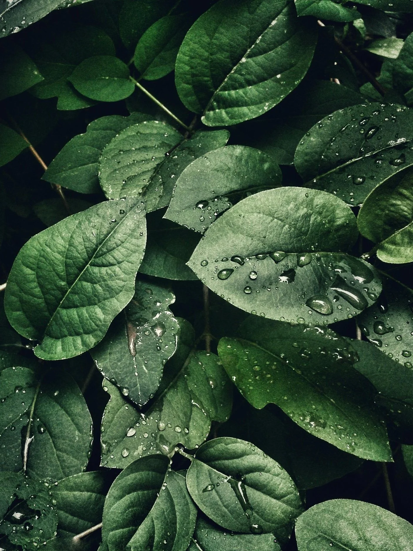 LITTLE LEAVES (3-5 YEARS OLD)