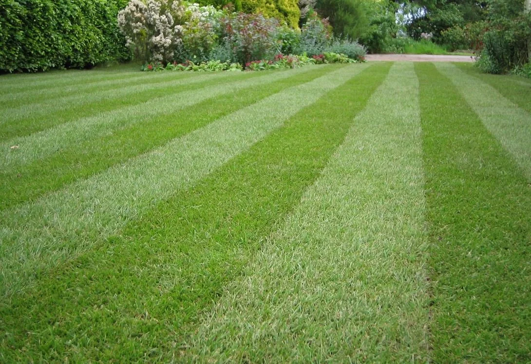 A landscaped garden with freshly mowed grass arranged in alternating light and dark green stripes, bordered by bushes and flowering plants.
