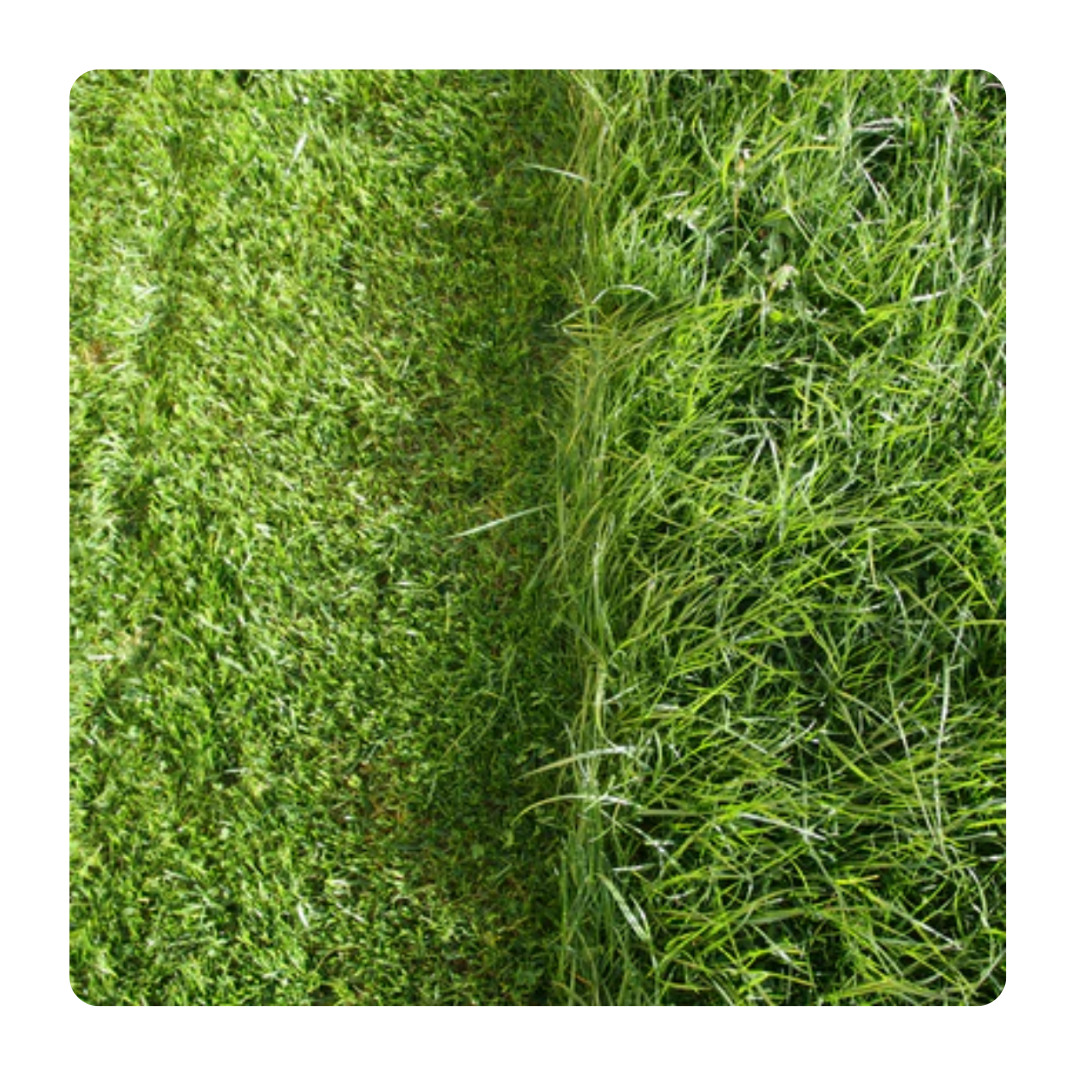 Close-up of a patch of grass with a clear line showing a distinction between shorter, well-maintained grass on the left and taller, wilder grass on the right.