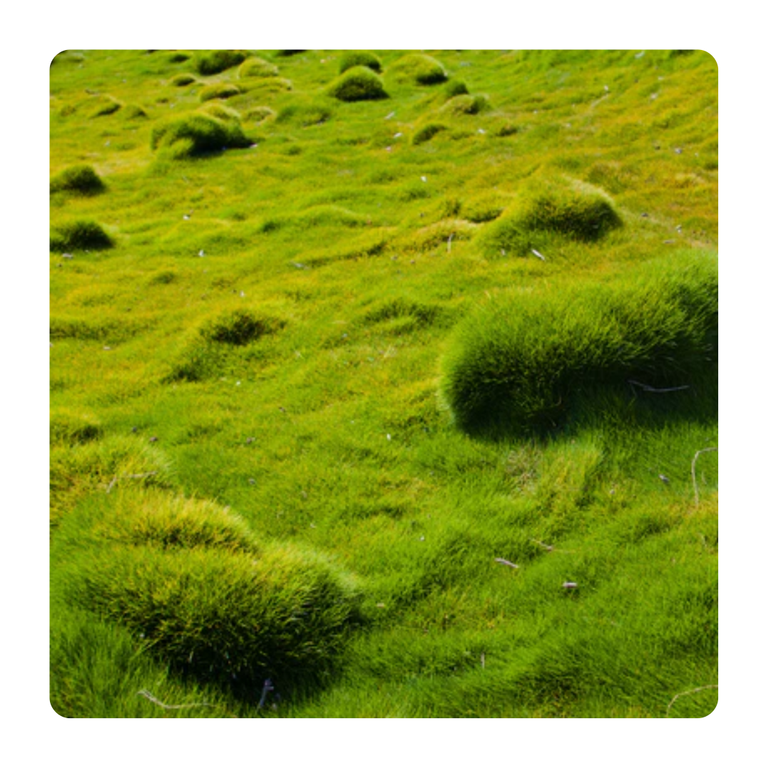 Green moss-covered landscape with small, rounded mounds of moss.