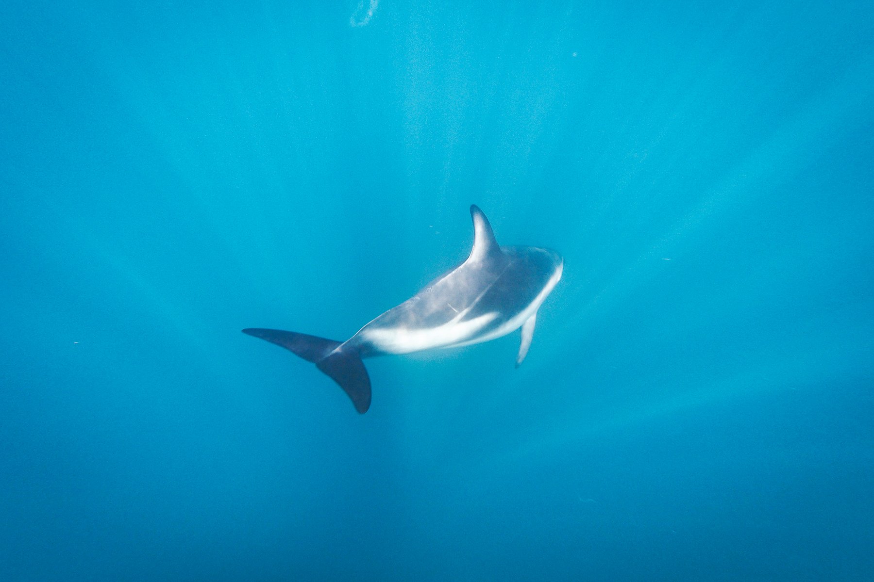 NZ_2019_Dolphins.jpg