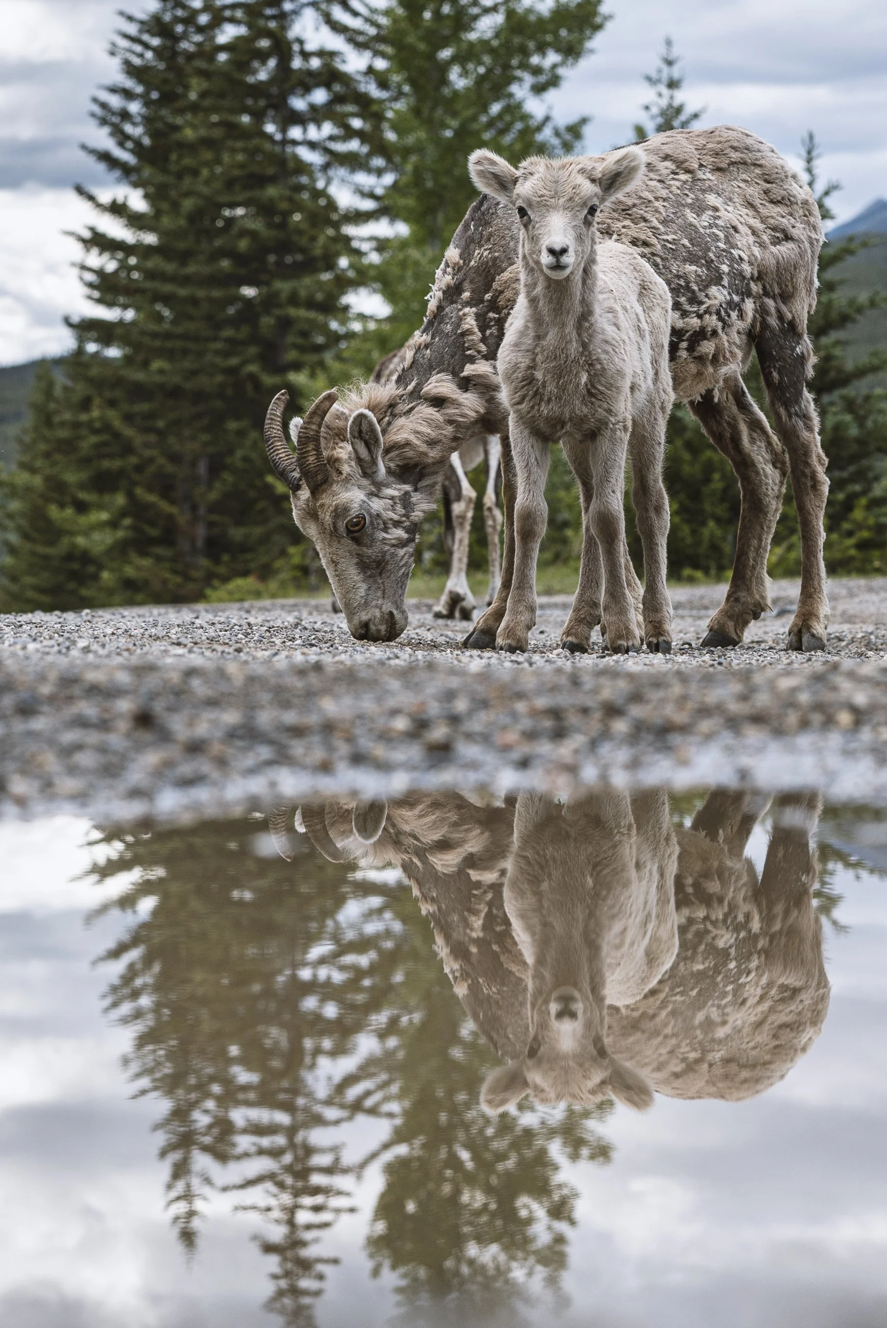 Banff_Big_Horn_Sheep_Reflection.jpg