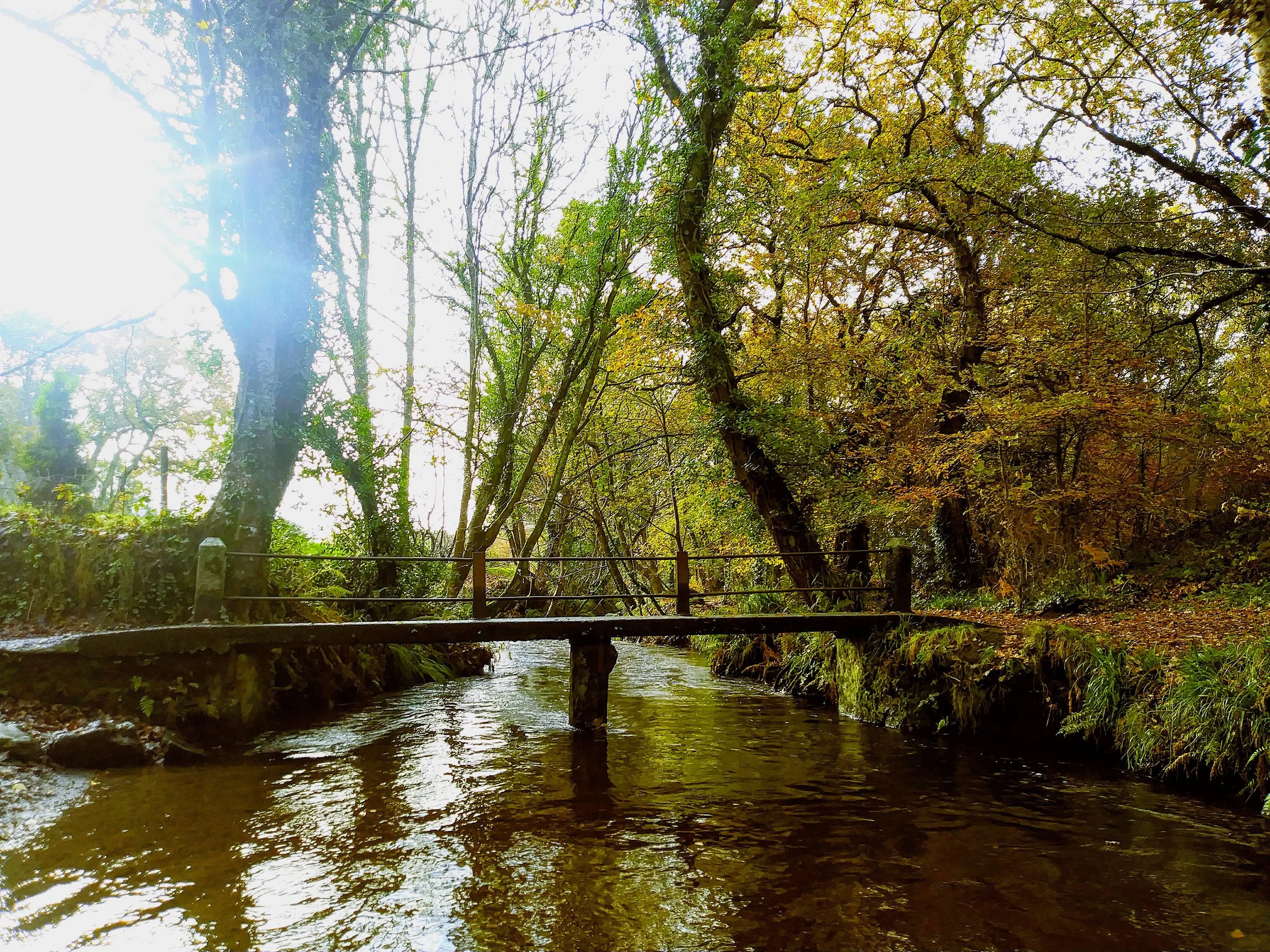 A small wooden bridge over a creek in a forest with trees showing fall foliage and sunlight shining through the trees.