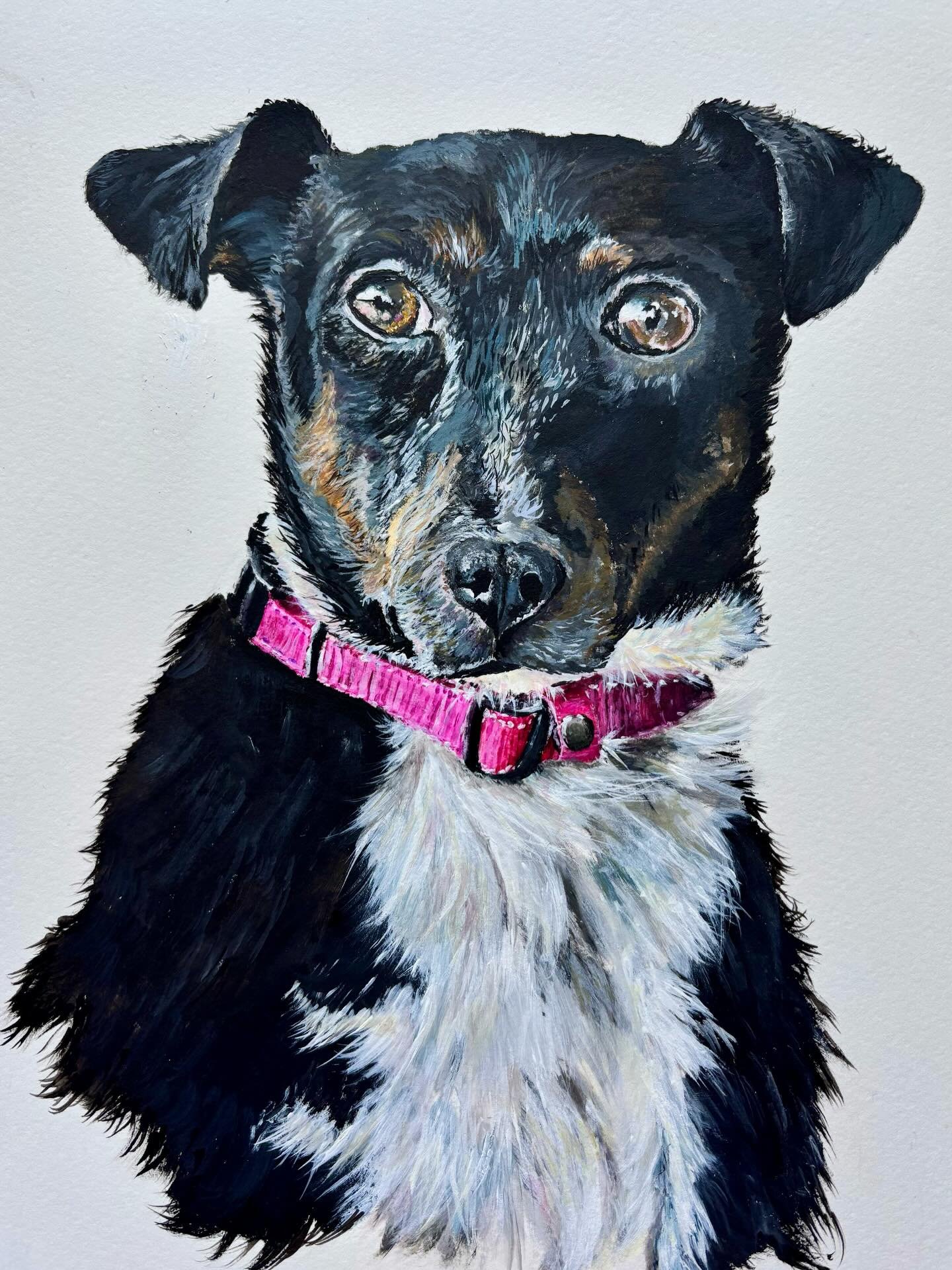 Hello, 

🐾This is the beautiful Tito, my latest, competed pet portrait commission.🐾

I had the amazing opportunity to do a painting of Tito for the CELEBRITY singer @johnscotbarrowman (gifted to him by my sister @bethany_tgwktm and a few of her fri