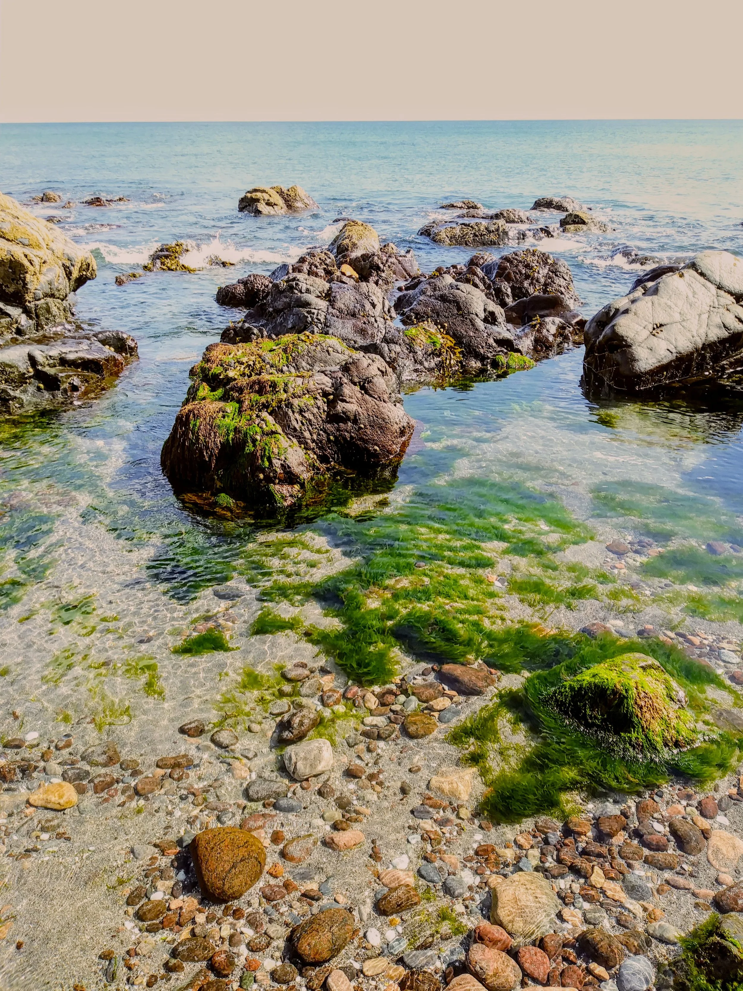 Rocky shoreline with green algae and tide pools, calm ocean in the background.