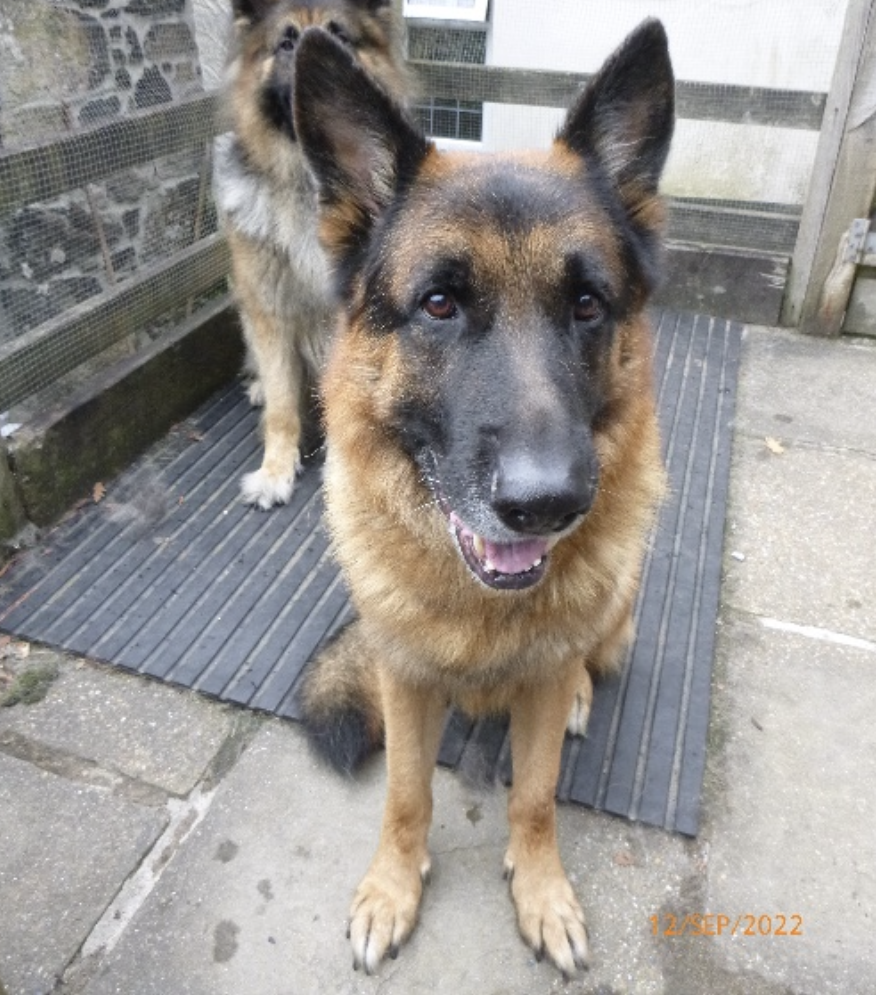 Two German Shepherd dogs standing outdoors on a concrete and rubber mat surface, with a wooden fence and brick wall in the background.